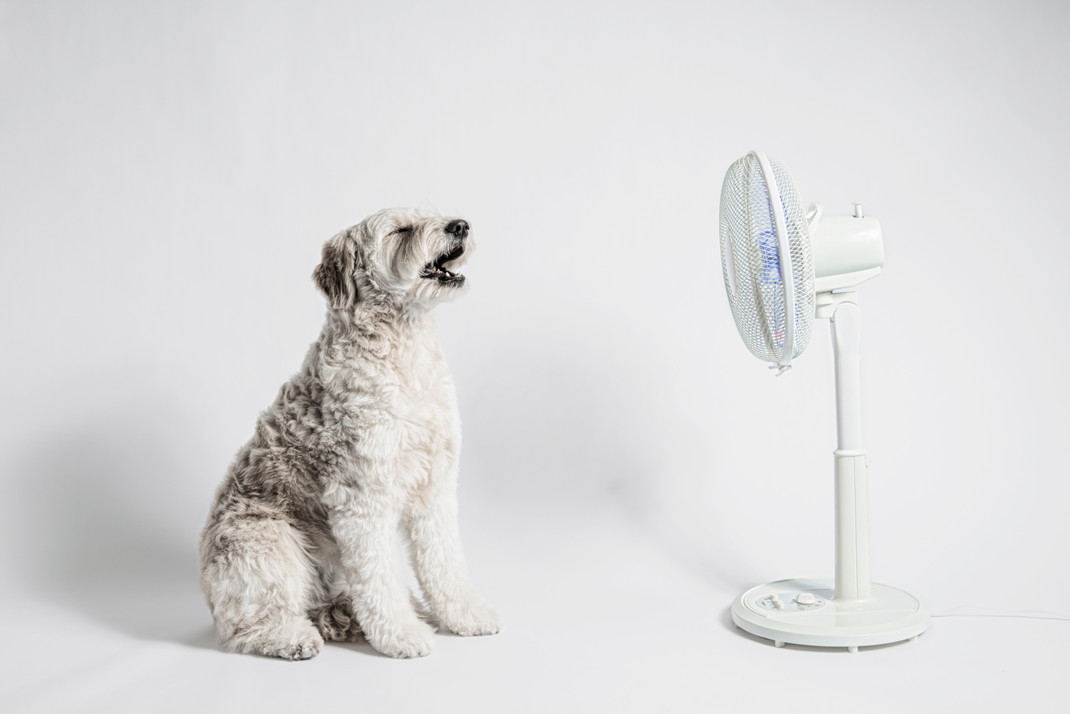A fluffy dog sitting on the floor facing a standing electric fan, with its mouth slightly open as if enjoying the airflow