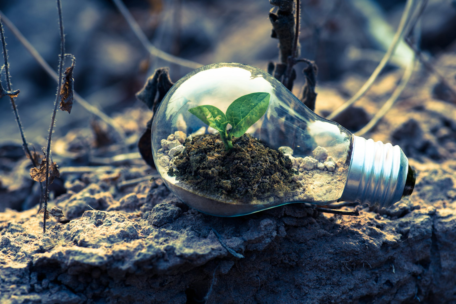 A small green plant sprouting from soil inside a clear light bulb lying on dry ground