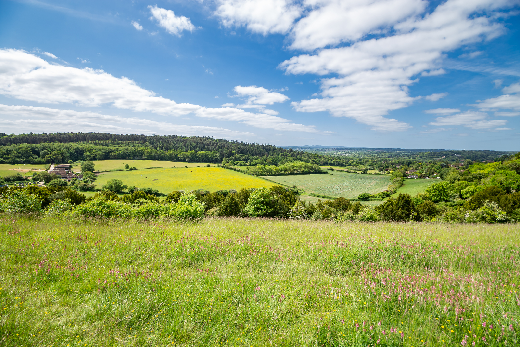 Surrey Hills