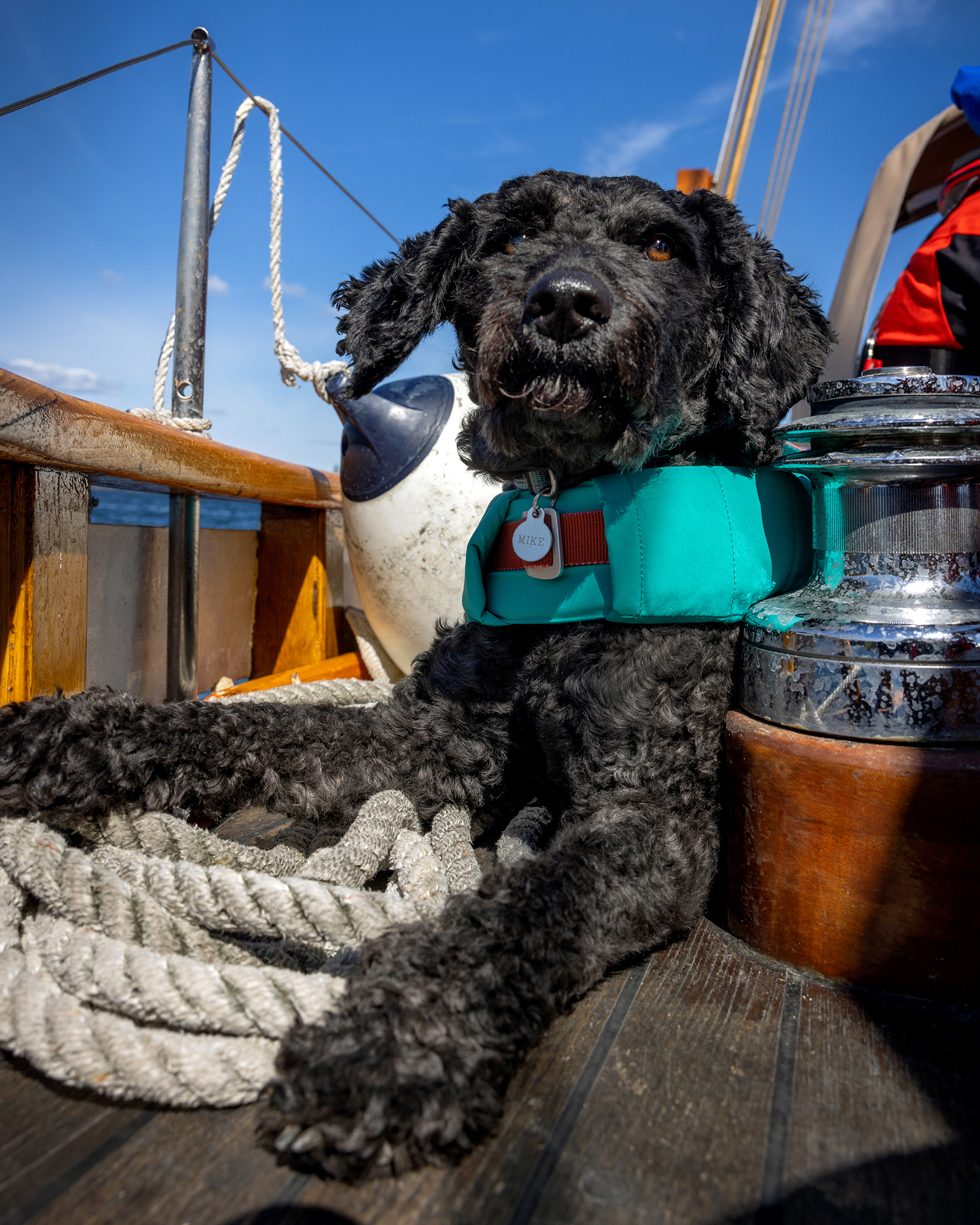 Foto: Svart hund med grønn redningsvest ligger på degg og speider utover sjøen.