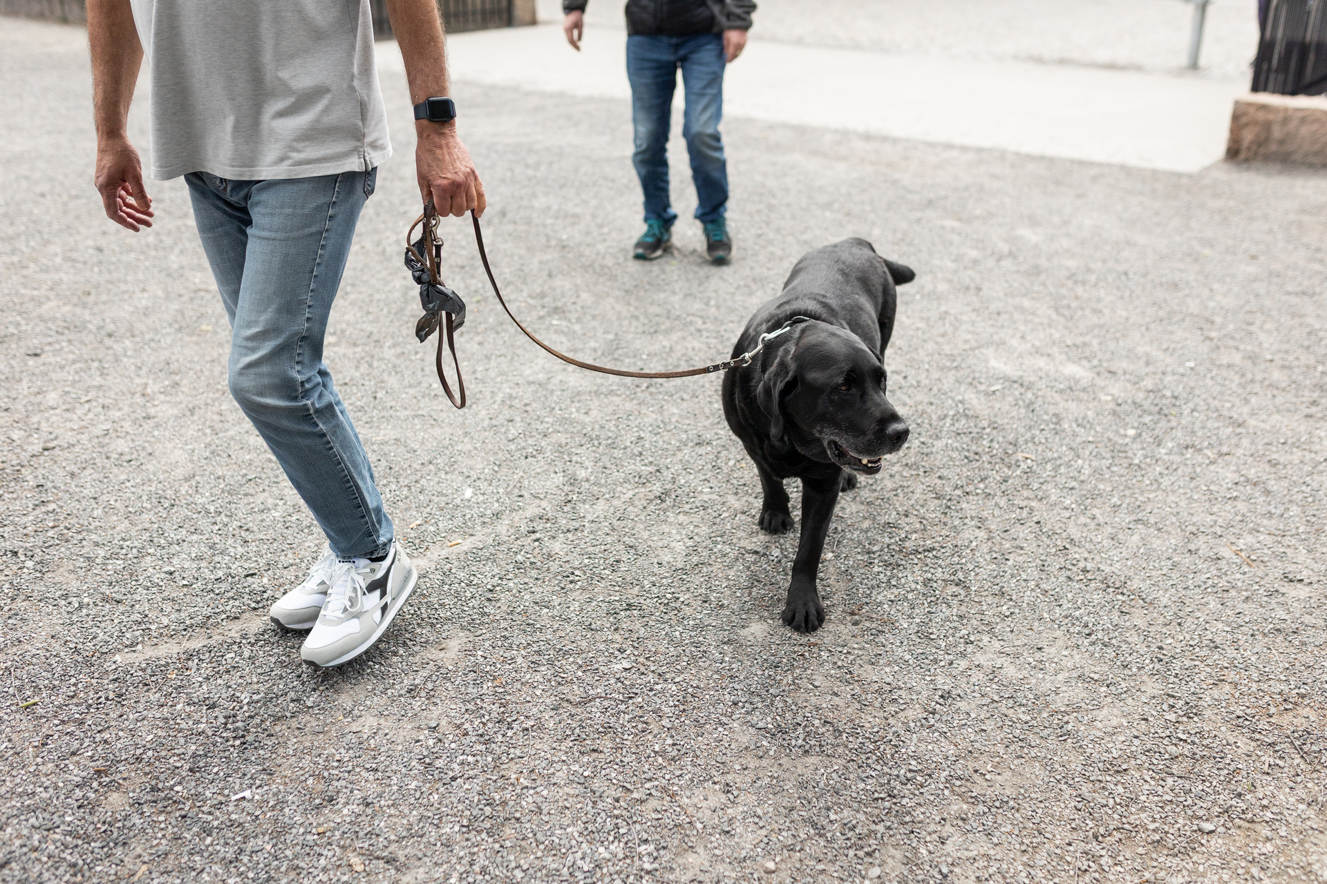 Foto: En svart labrador med litt grå pels på snuta går over en gruslagt plass og ser til siden. Beina og litt av overkroppen til eieren vises, han holder hunden i løst bånd. I bakgrunnen sees beina til en turdeltakerne.