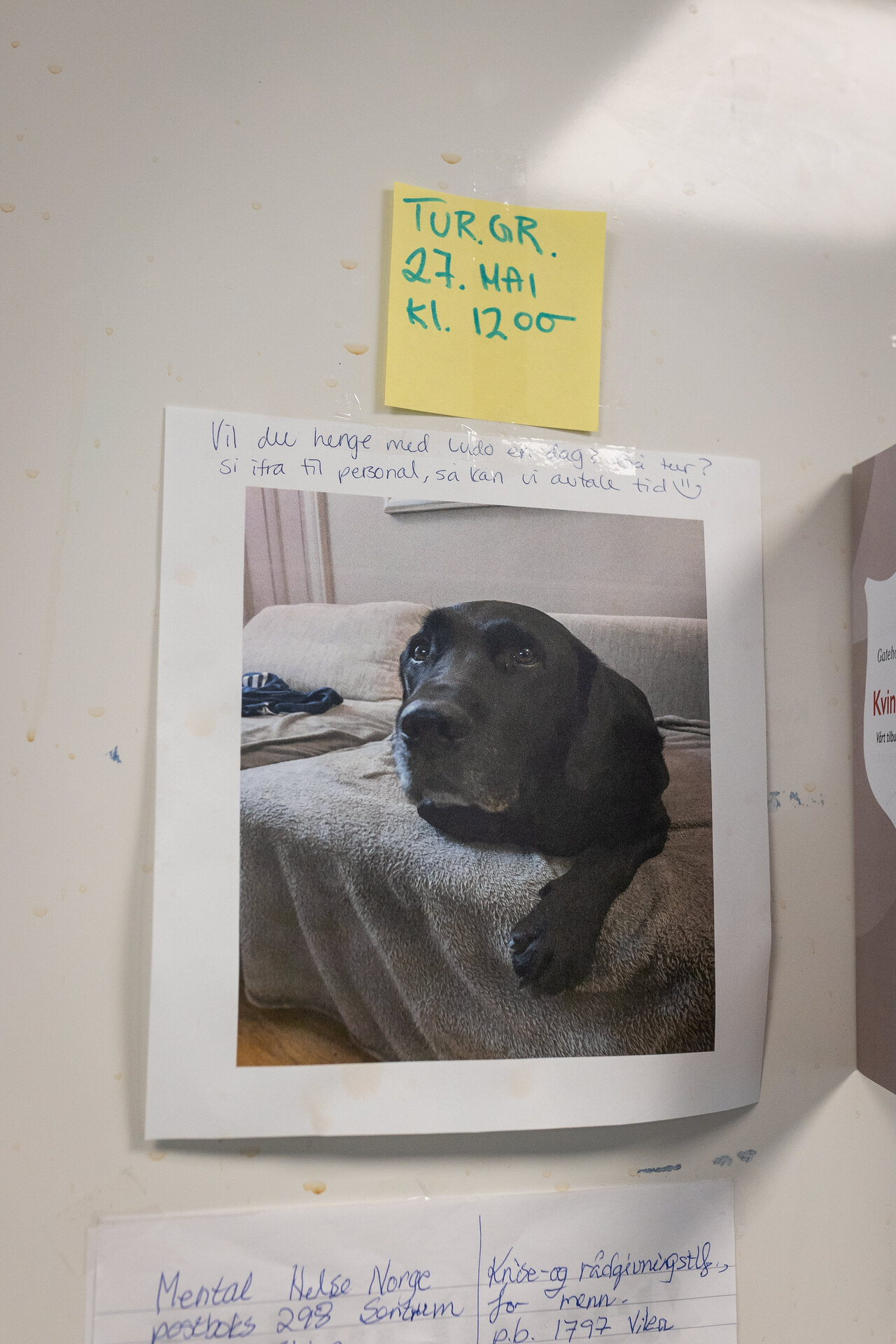 Foto: Bilde av en lapp som henger på en vegg. På lappen er det bilde av en svart labrador som ligger på en sofa. Over står det "Vil du henge med Ludo?" med informasjon om når neste tur er.