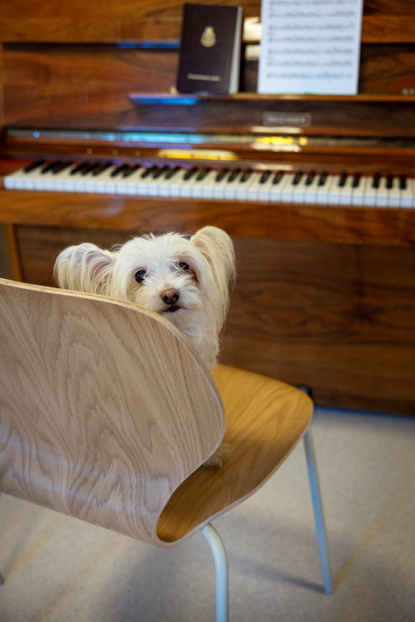 Foto: Liten hvit sitter på en stol foran et piano.