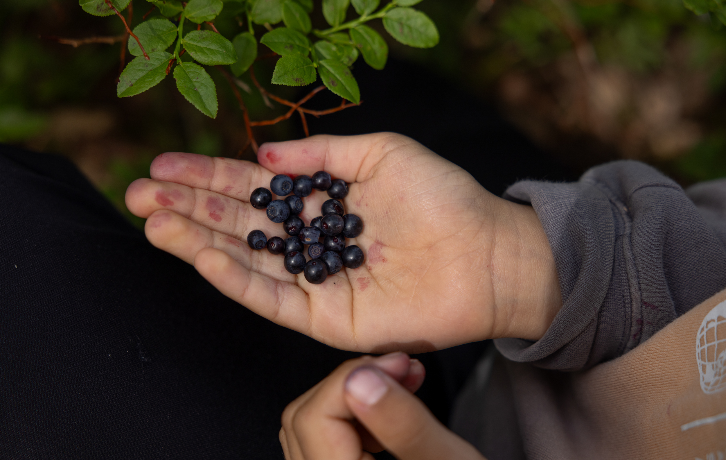 To foto: Første er av en barnehånd full av blåbær. Det andre er av en mor og to barn som plukker i skogen.