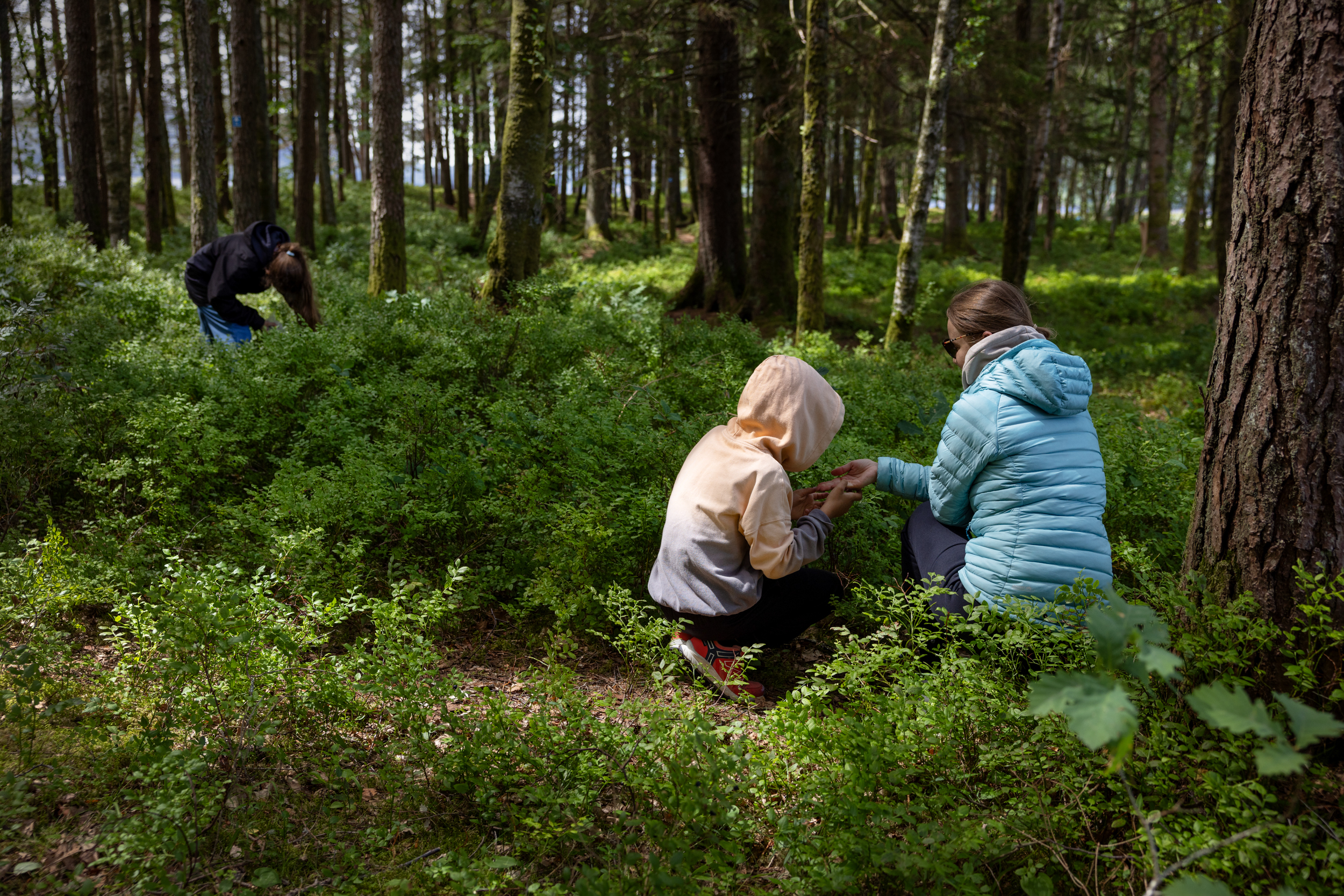 To foto: Første er av en barnehånd full av blåbær. Det andre er av en mor og to barn som plukker i skogen.