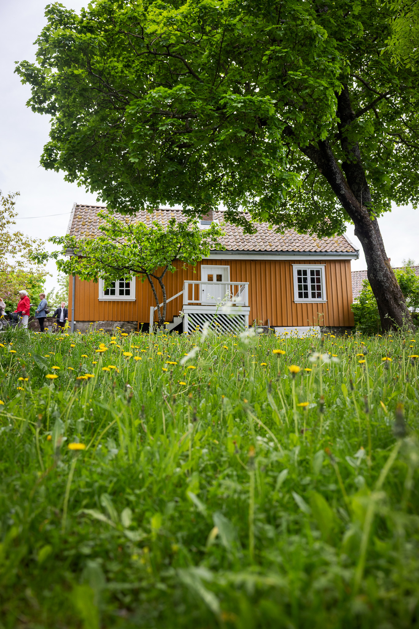 Foto: Gammelt guloransje hus med høyt, grønt gress foran og et stort tre.