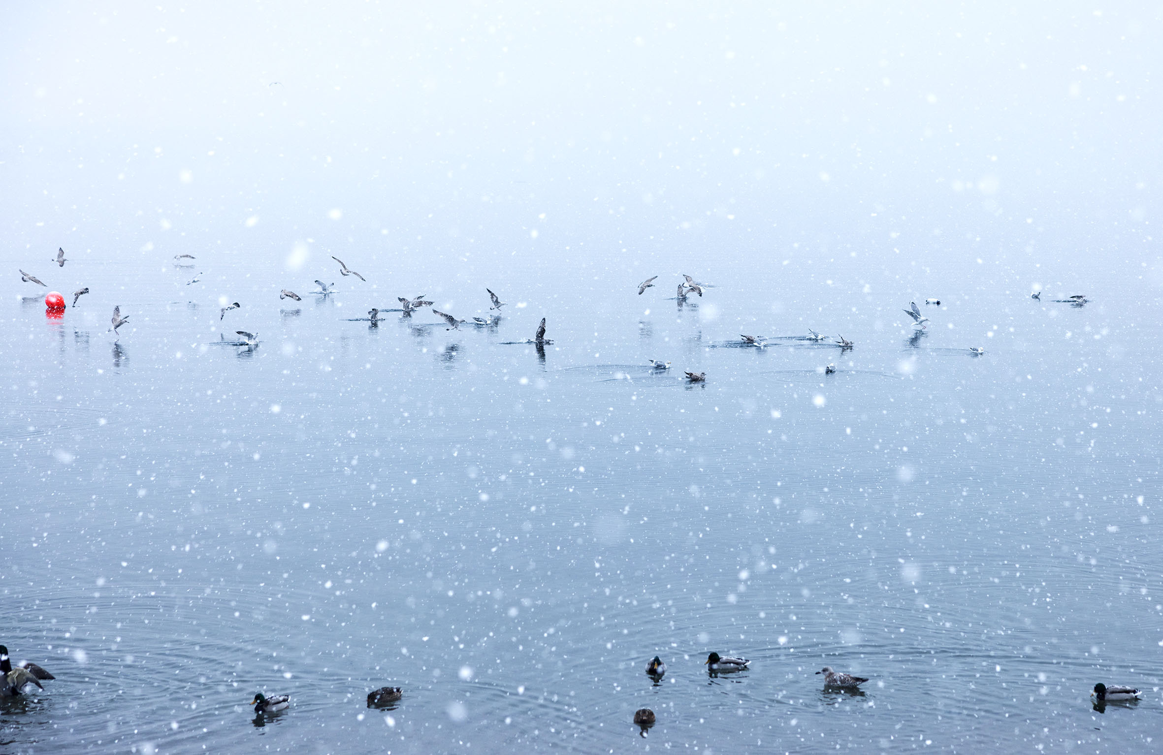 Foto: Mange ulike sjøfugler ligger på vannet, men noen flyr også lavt over det. Det er snø i lufta og en oransje "blåse" til å fortøye båt i ligger og dupper i vannet.