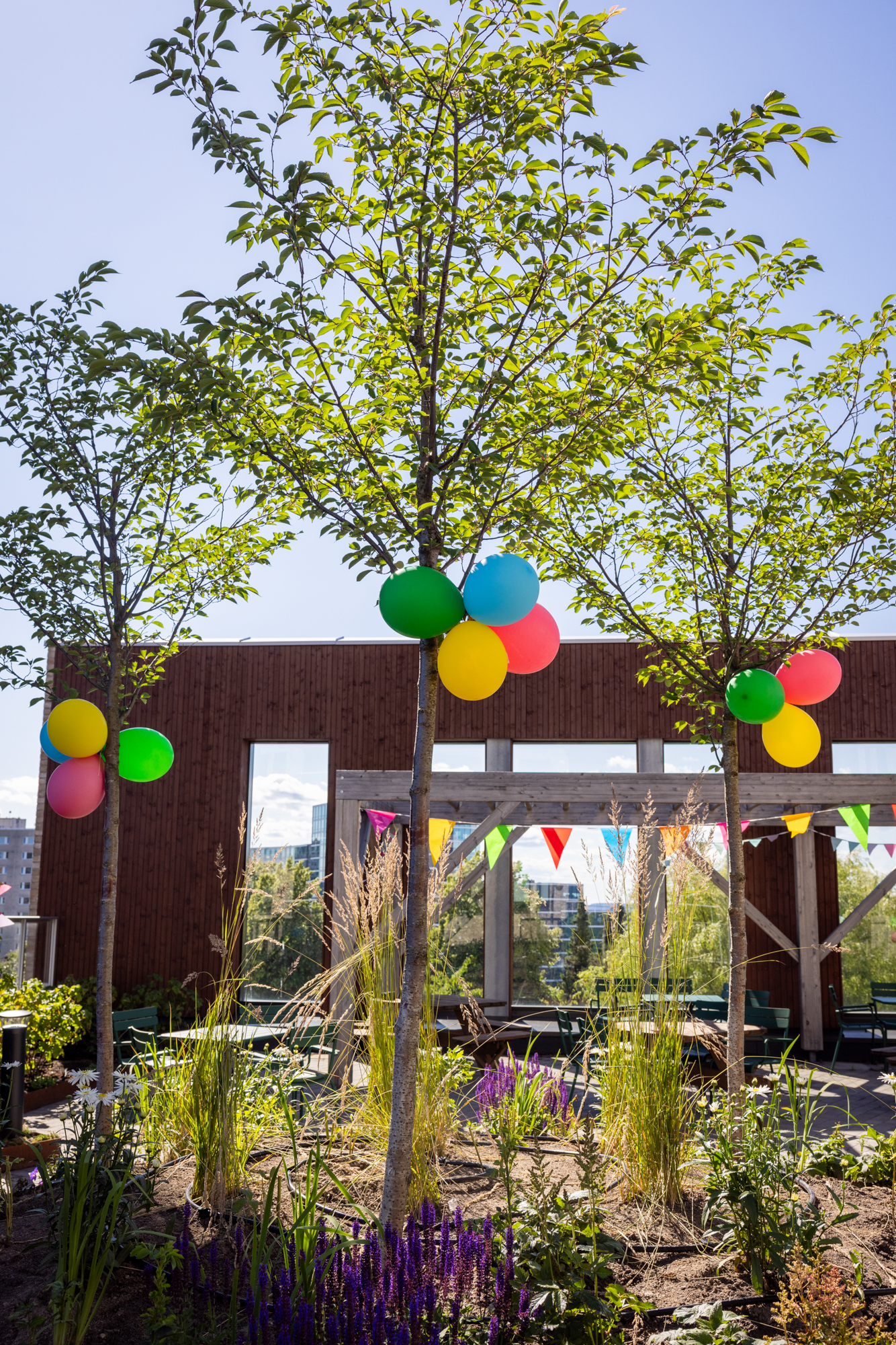 Foto: Nyplantede trær i forgrunnen med ballonger. Det er plantet og bakenfor er det en pergola.