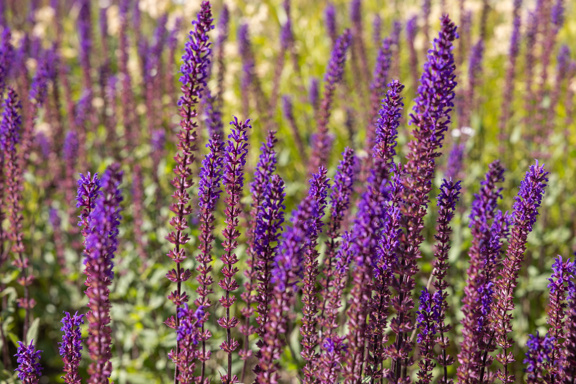 Foto: Nærbilde av høye vekster med små, lilla blomster.