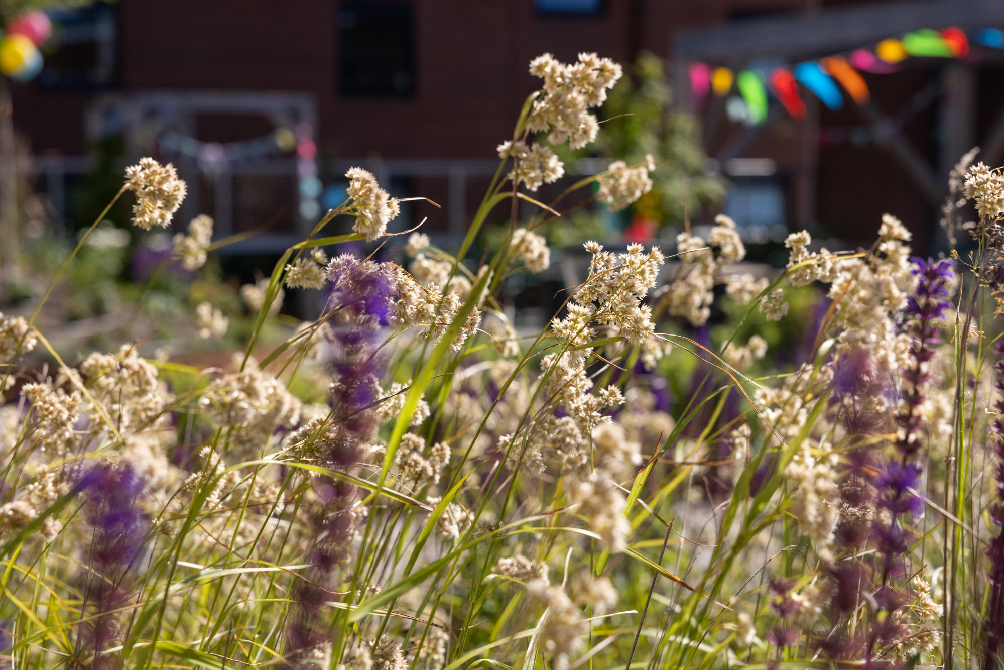Foto: Høyreiste blomster og strå i forgrunnen. I bakgrunnen en rekke med fargerike trekanter på en tau bortover.