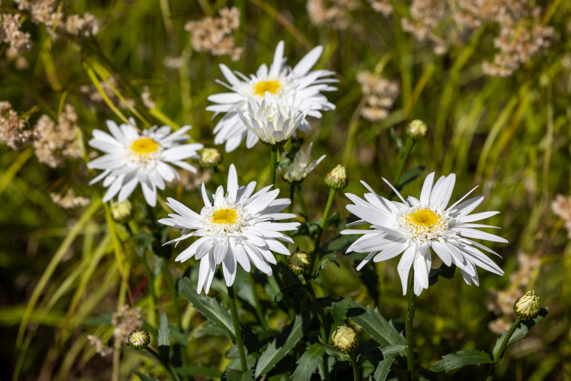 Foto: Hvite blomster med lange kronblader og gult i midten.