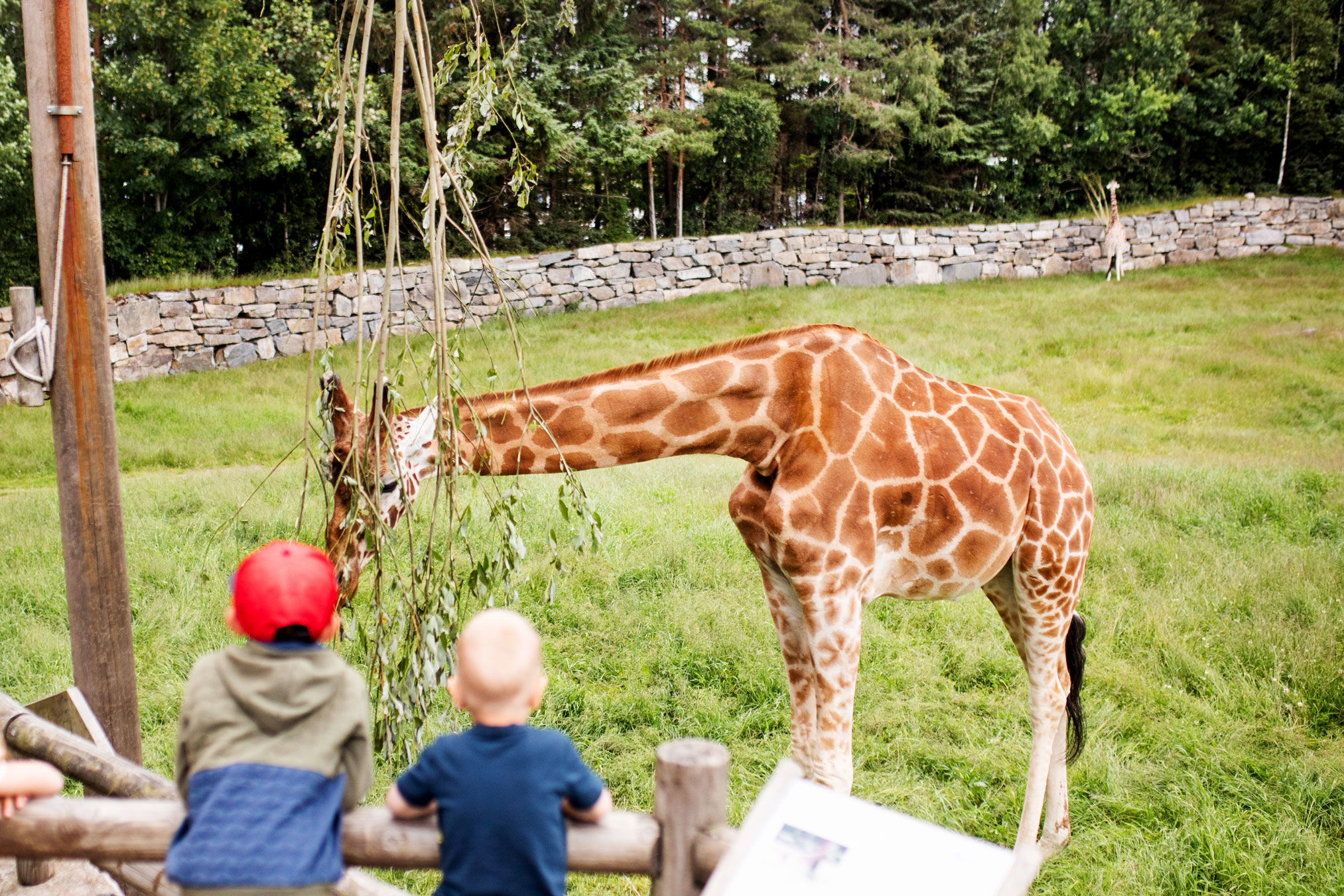 Foto: To barn henger på et gjerde i en dyrepark. De kikker på en giraff som spiser blader fra en grein.
