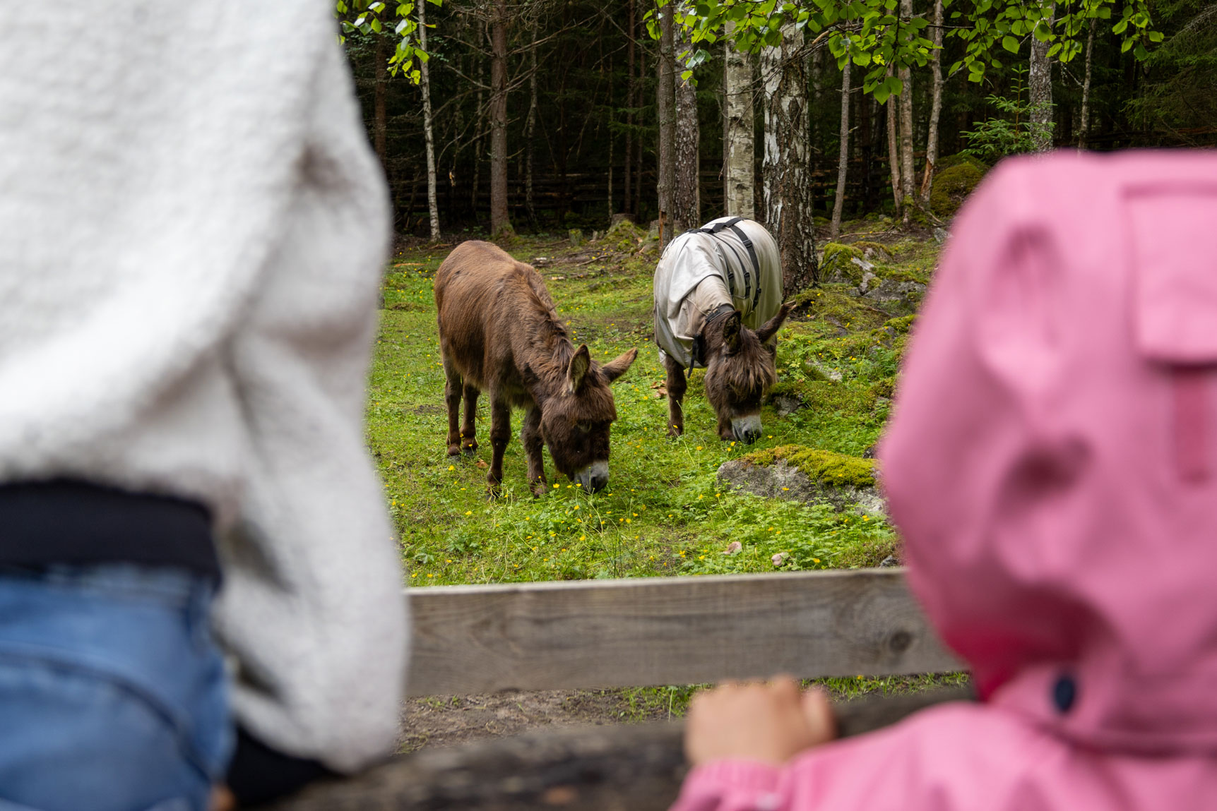 Tangen dyrepark Slumstasjonen Frelsesarmeen foto Hanne Rebecca Nilsen