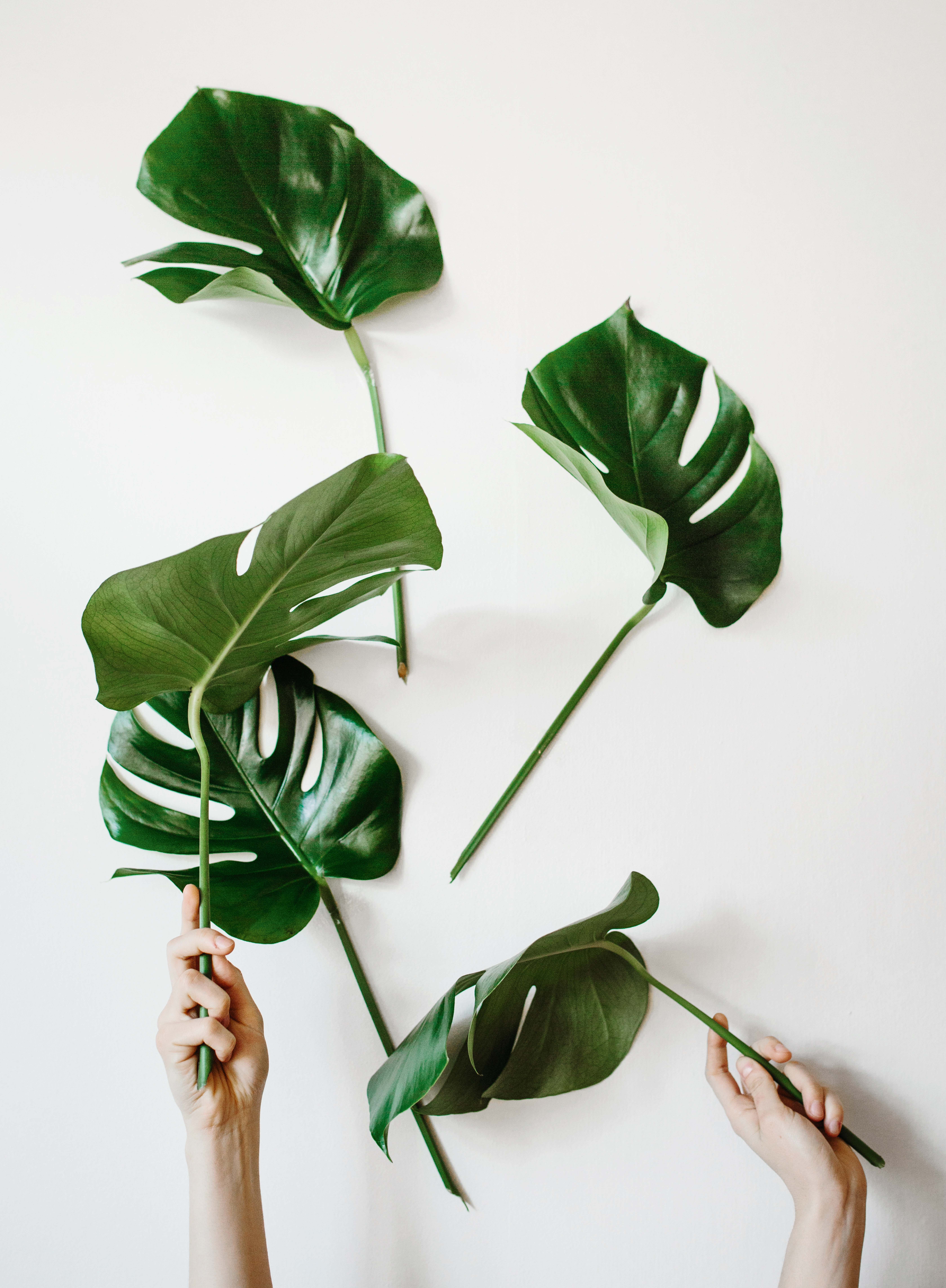 Hva er påske palmesøndag