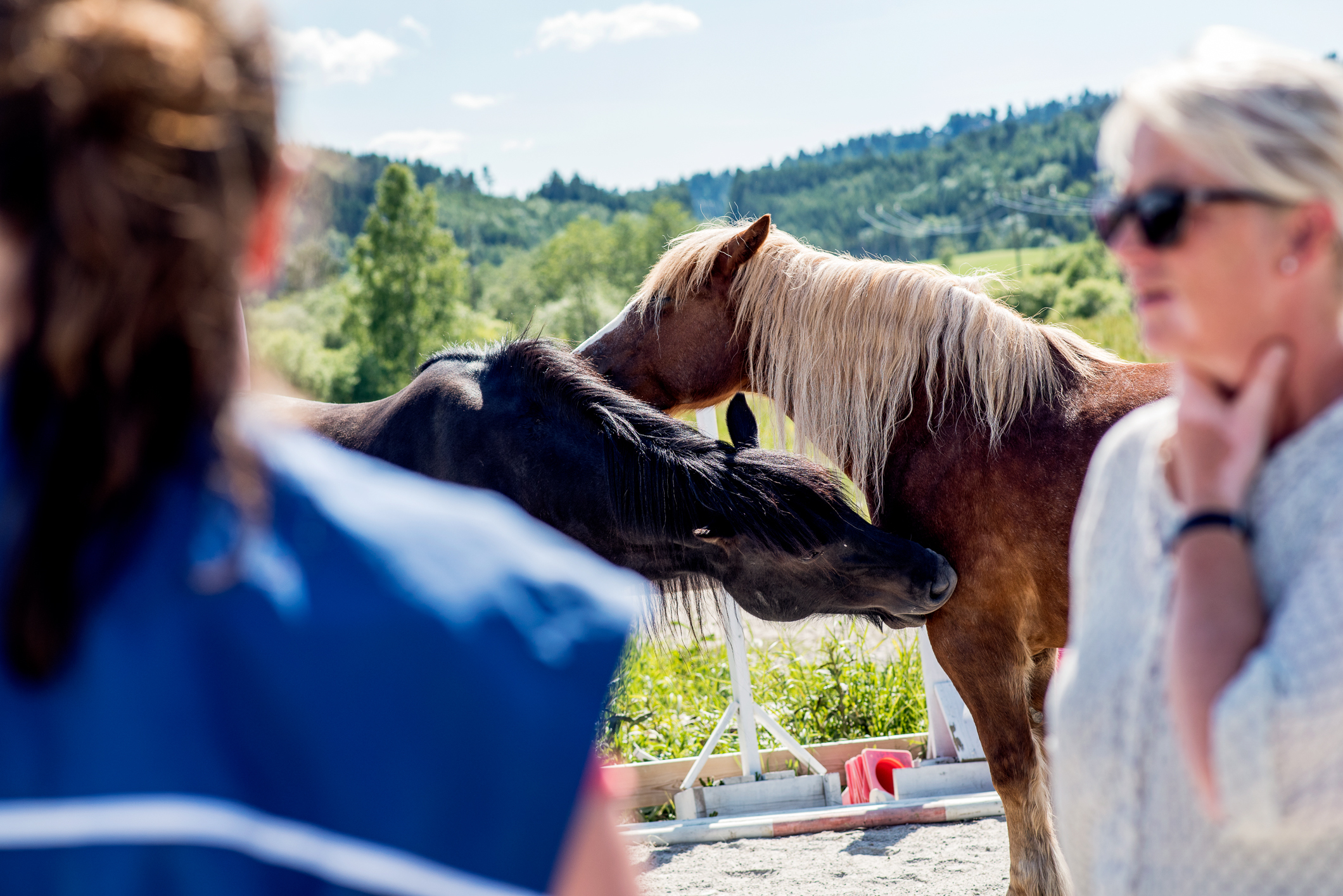 To ulike bilder, der det første viser to hester som hilser på hverandre. Det andre bildet er av kyr på bås inne i et fjøs.