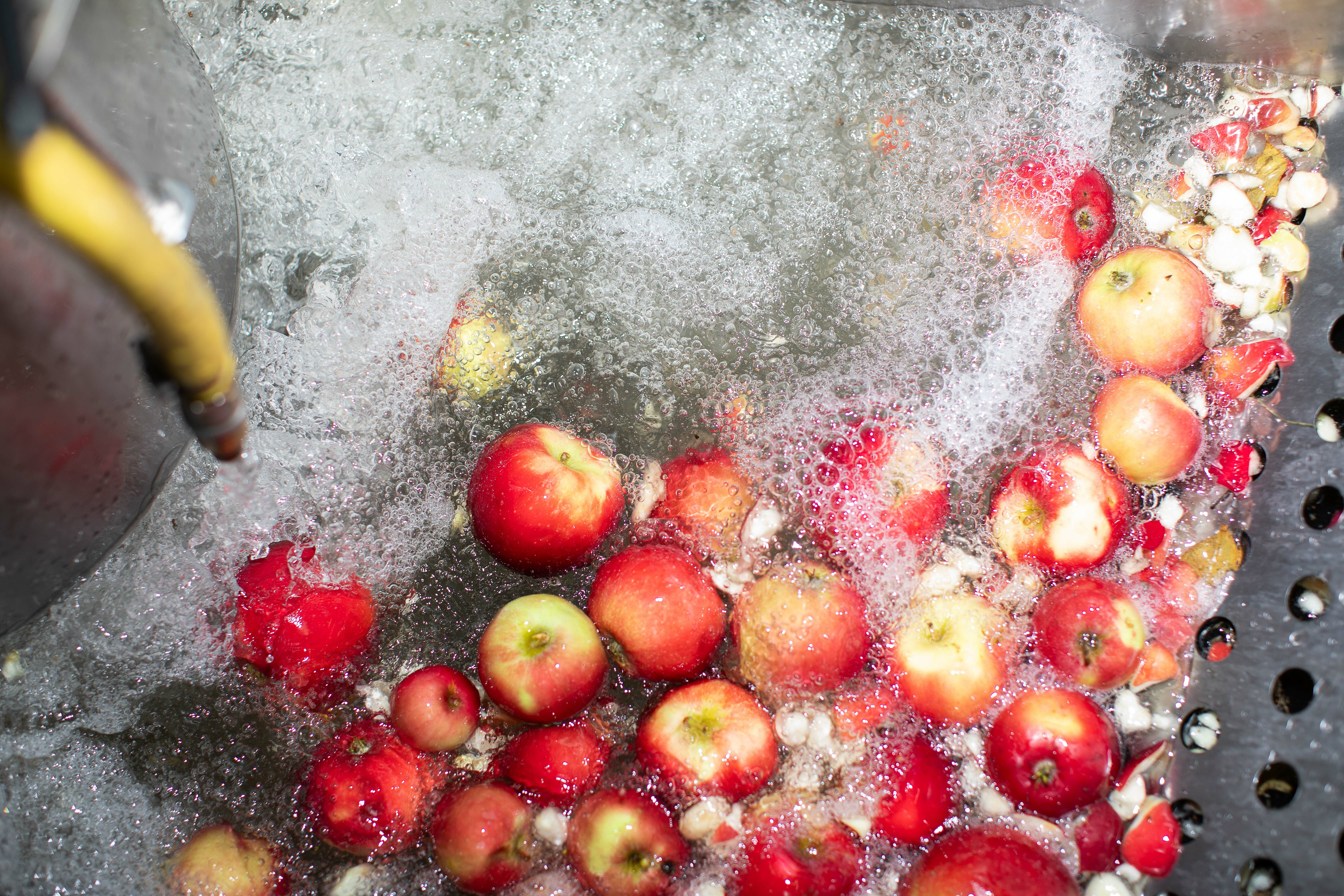 Røde epler skylles i et industrielt kar.