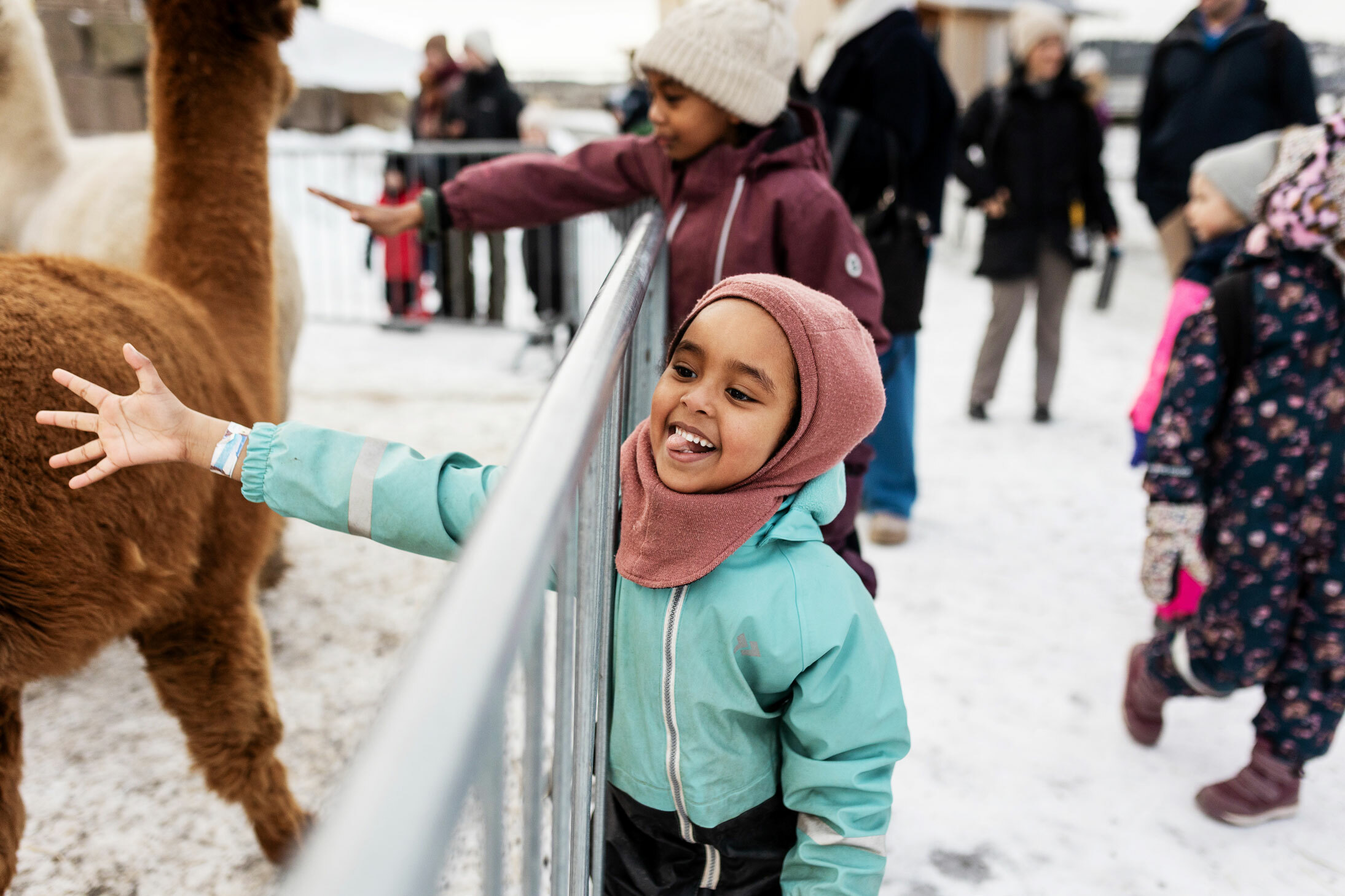 To bilder etter hverandre, der det første viser en jente som klapper en alpakka og det andre viser flere alpakkaer i en innhegning.