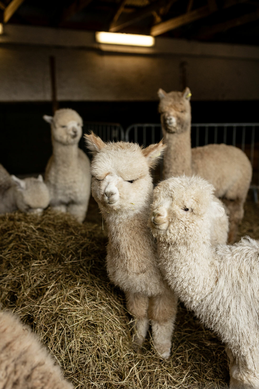 Foto: Seks alpakkaer inne i et fjøs. De har mye høy å spise på.