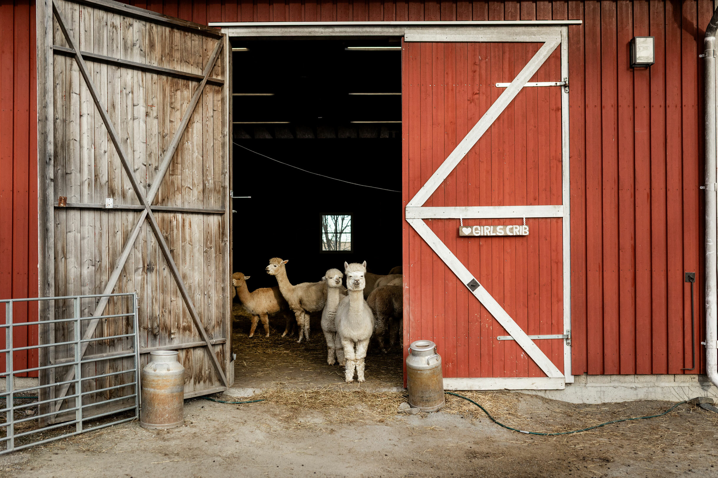 Foto: Den ene av to røde dører inn til et fjøs står åpen. I døråpningen og innover ser vi hvite alpakkaer.