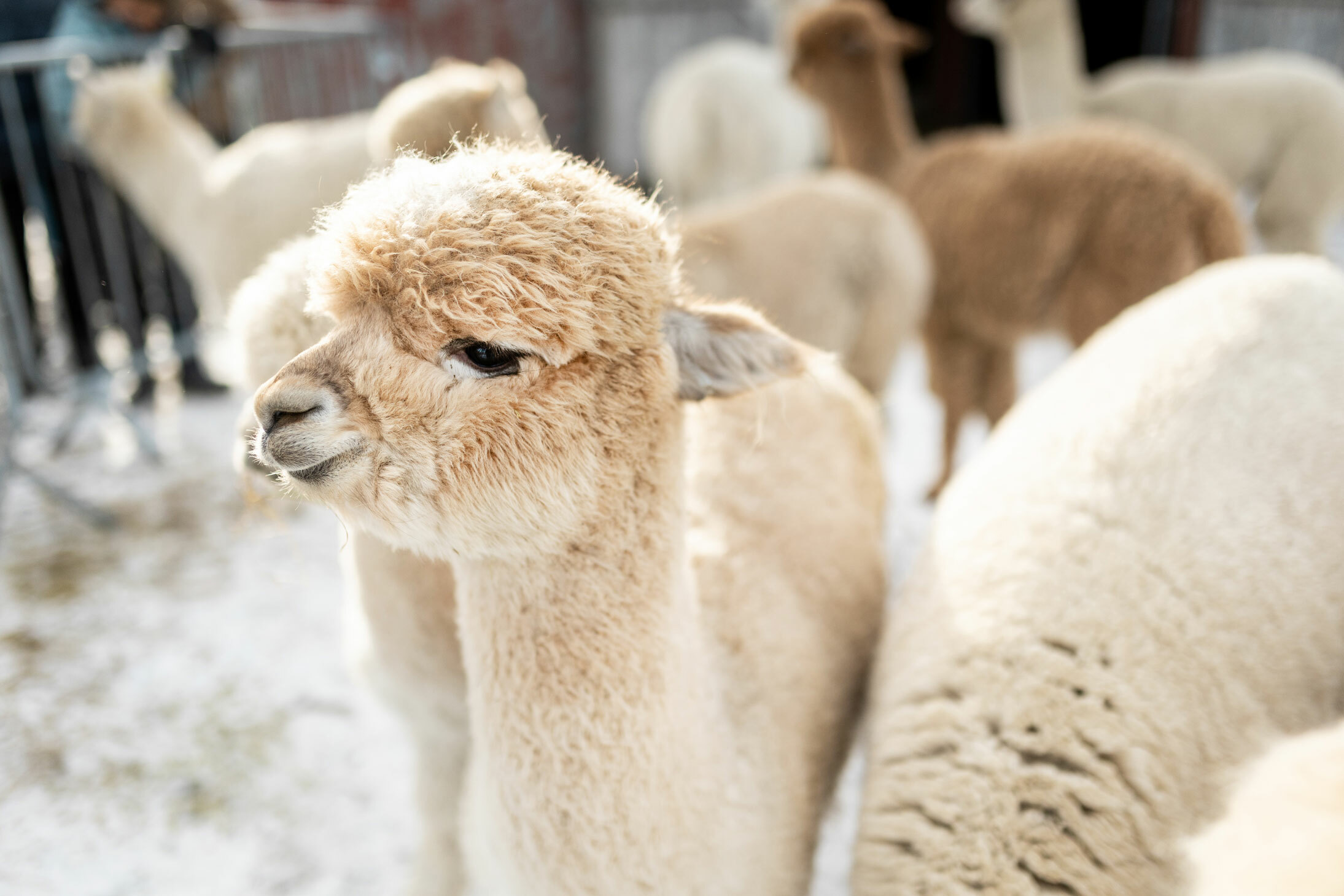 To bilder etter hverandre, der det første viser en jente som klapper en alpakka og det andre viser flere alpakkaer i en innhegning.