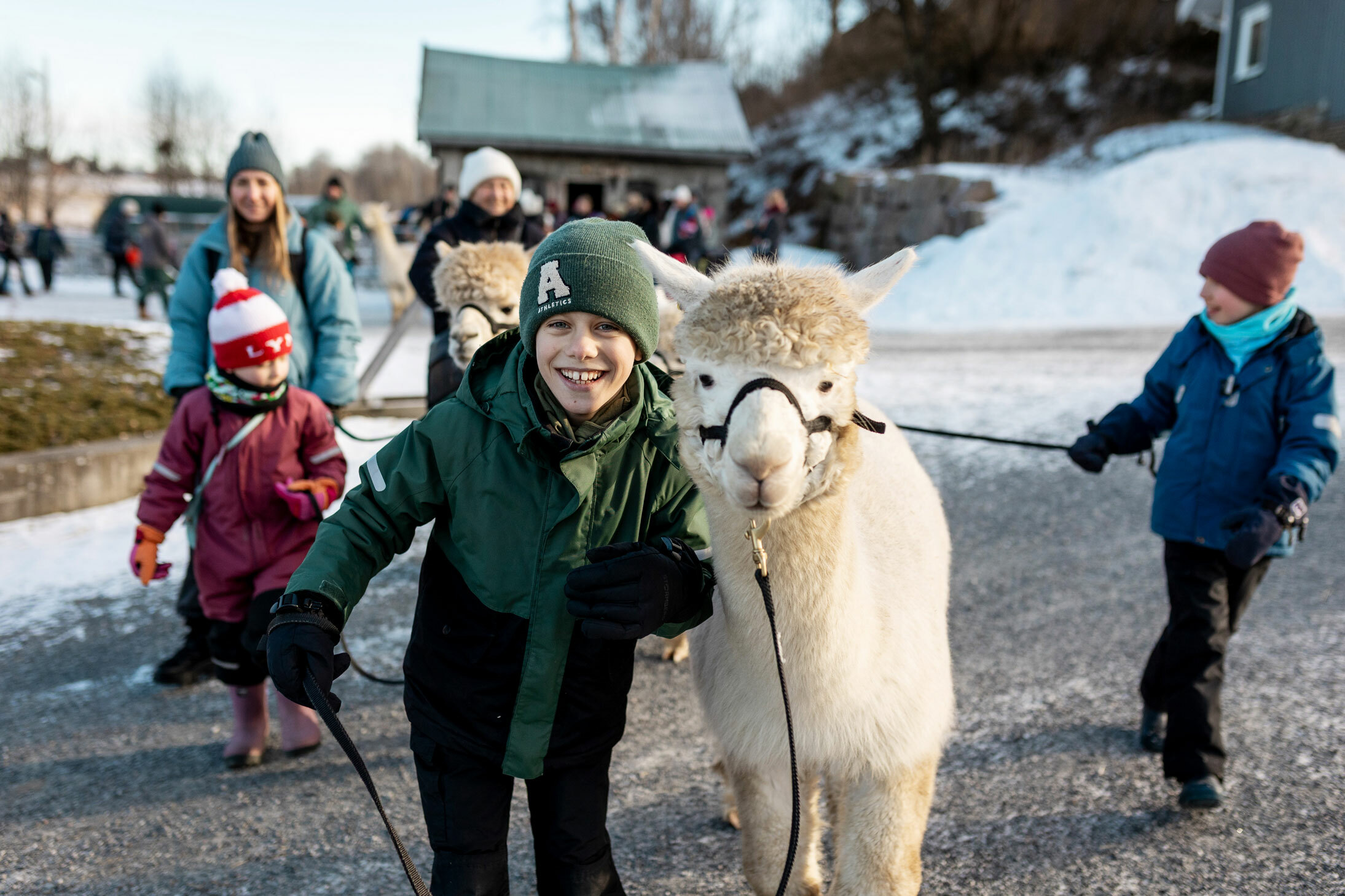 Foto: Gutt i vintertøy og lur går fremst. Smiler stort til fotografen mens han leier en alpakka. Ba ham går flere andre små og store.