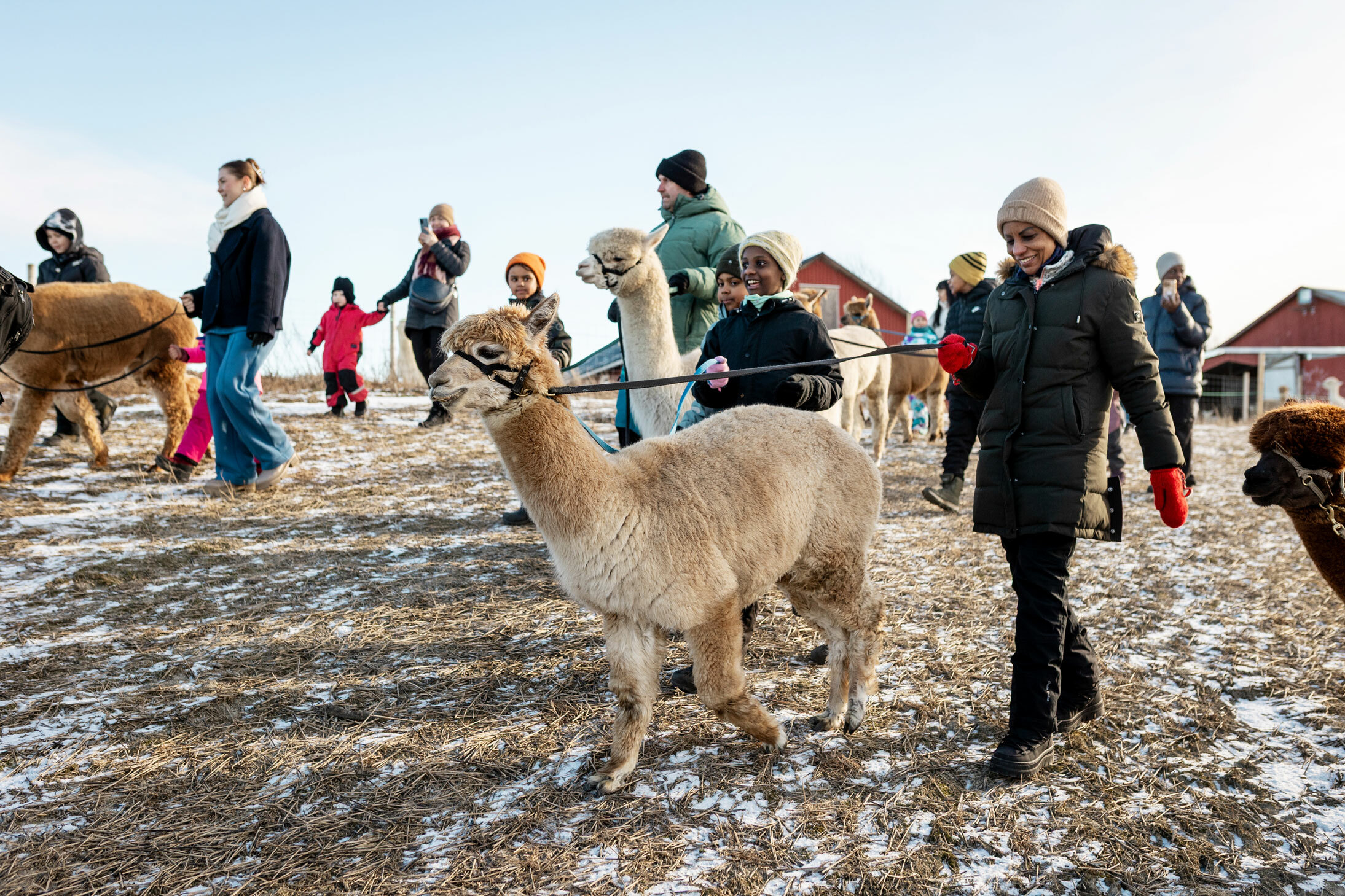 Foto: Foreldre og barn går bortover et jorde og leier hver sin alpakka.