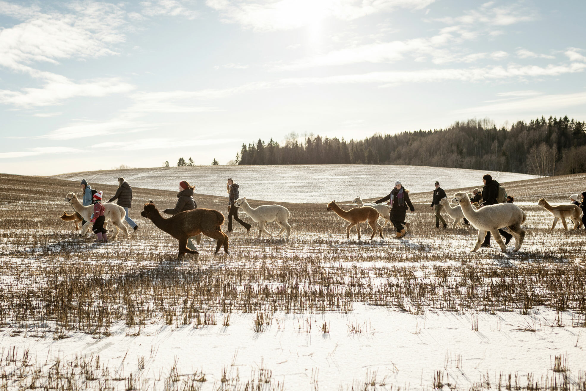 Foto: En gjenge med alpakkaer og mennesker går bortover en mark med et tynt dekke av snø. Opp gjennom den stikker det avklippede halmstrå.