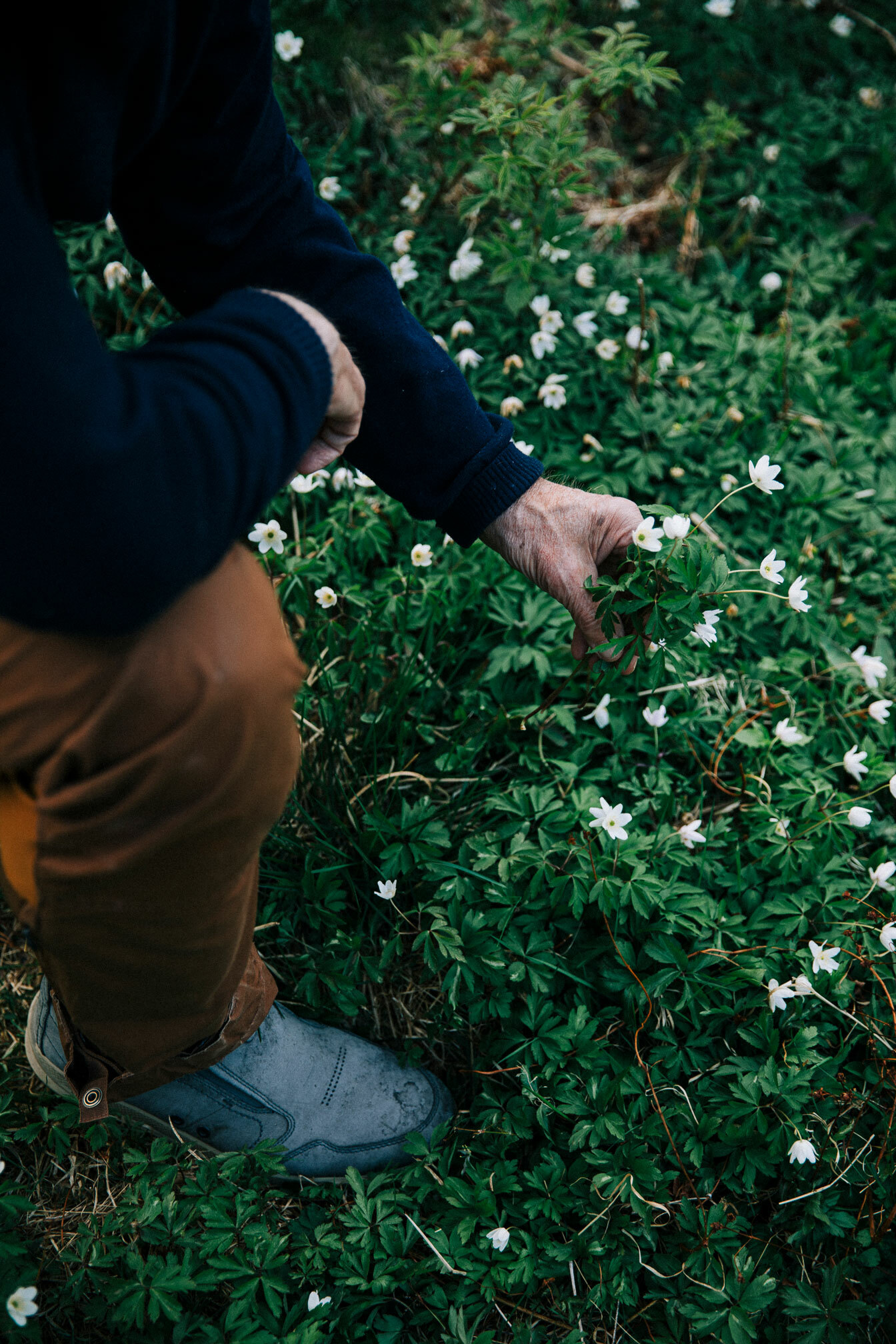 Foto: En eldre mann har bøyd seg ned for å plukke hvitveis på en eng. Vi ser begge hendene, der den ene hviler på hans høyre kne.