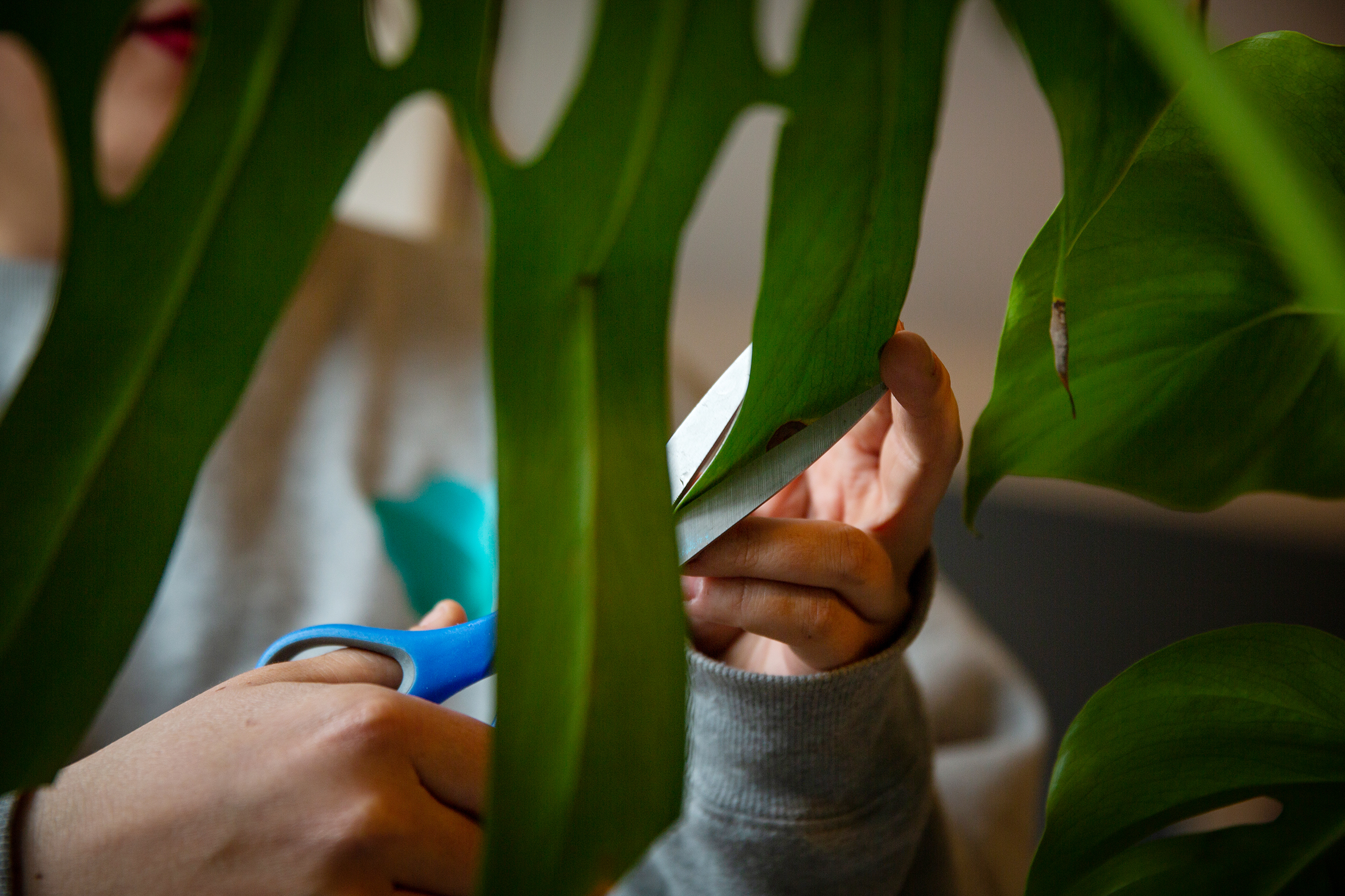 Anniken steller med plantene sine