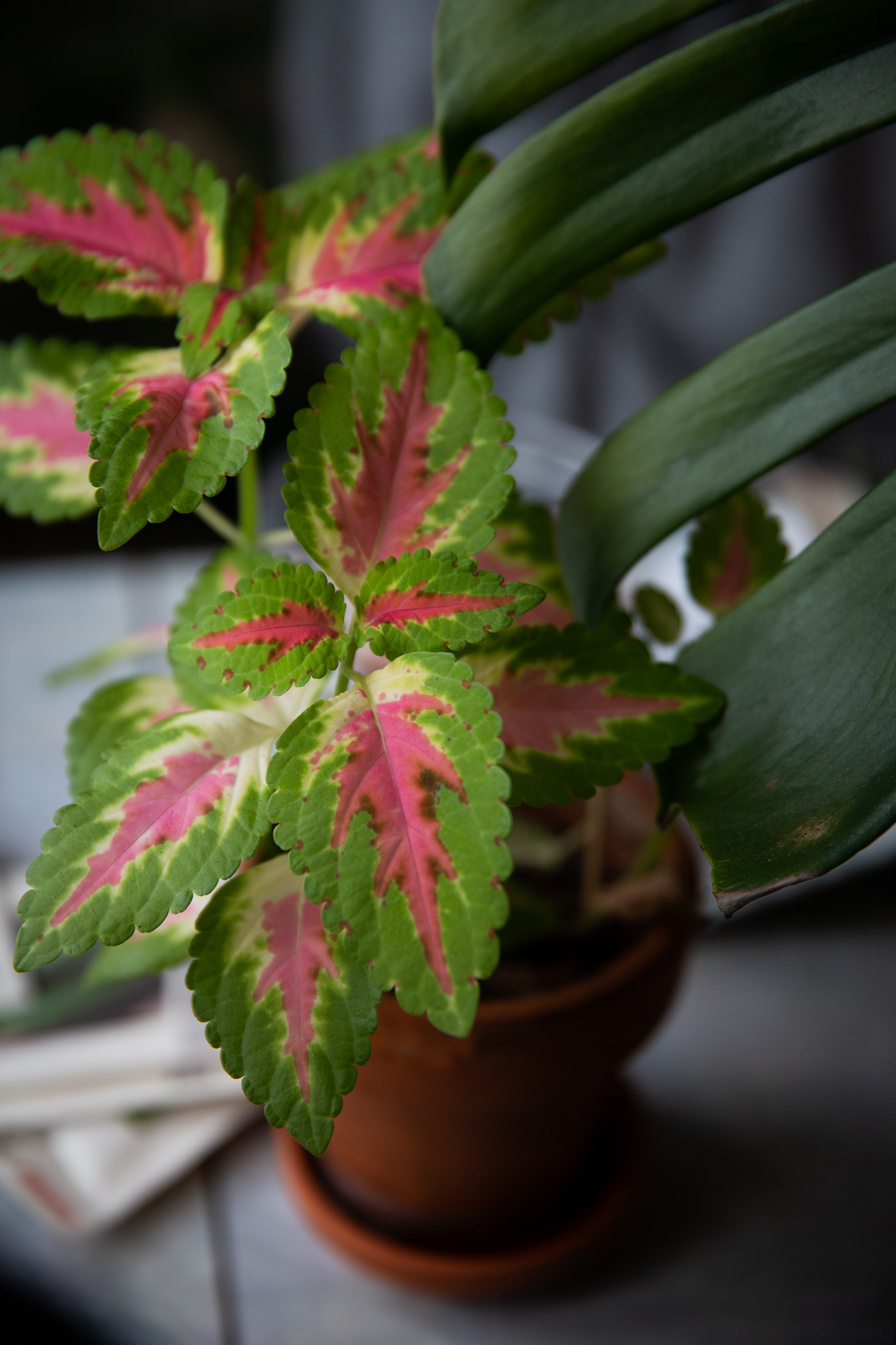 En av Annikens mange planter (bilde t.v.) Anikken sitter ve kjøkkenbordet og demonstrerer på zoom hvordan man potter om planter