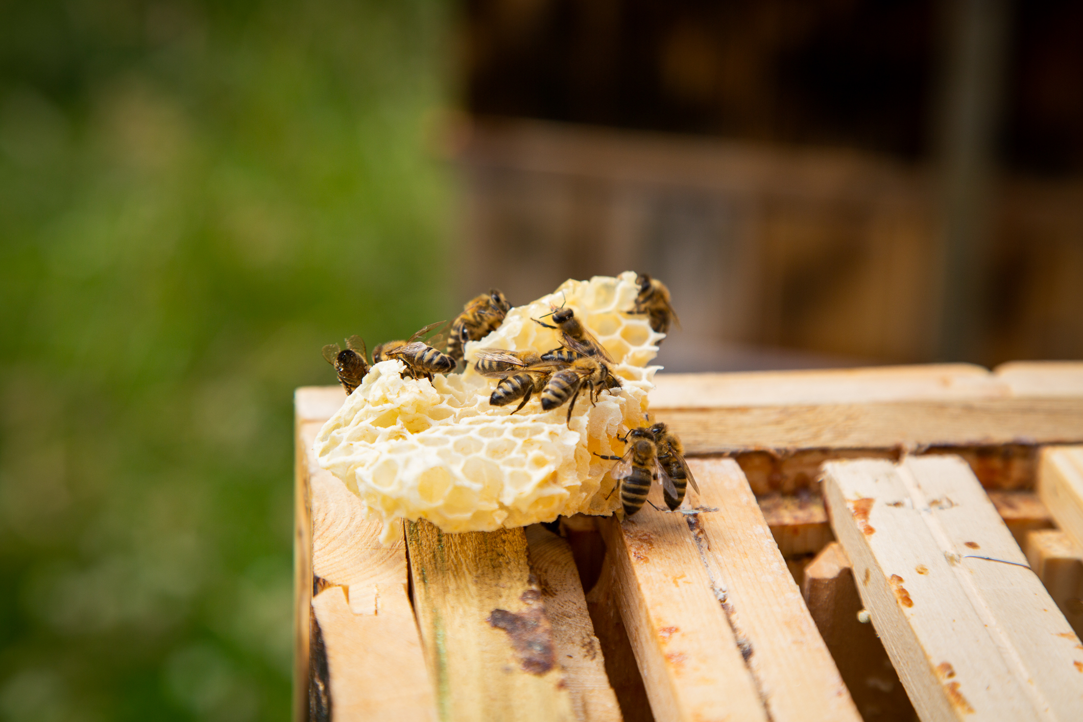 Birokter 9415 Biene Ved Slottsfjell