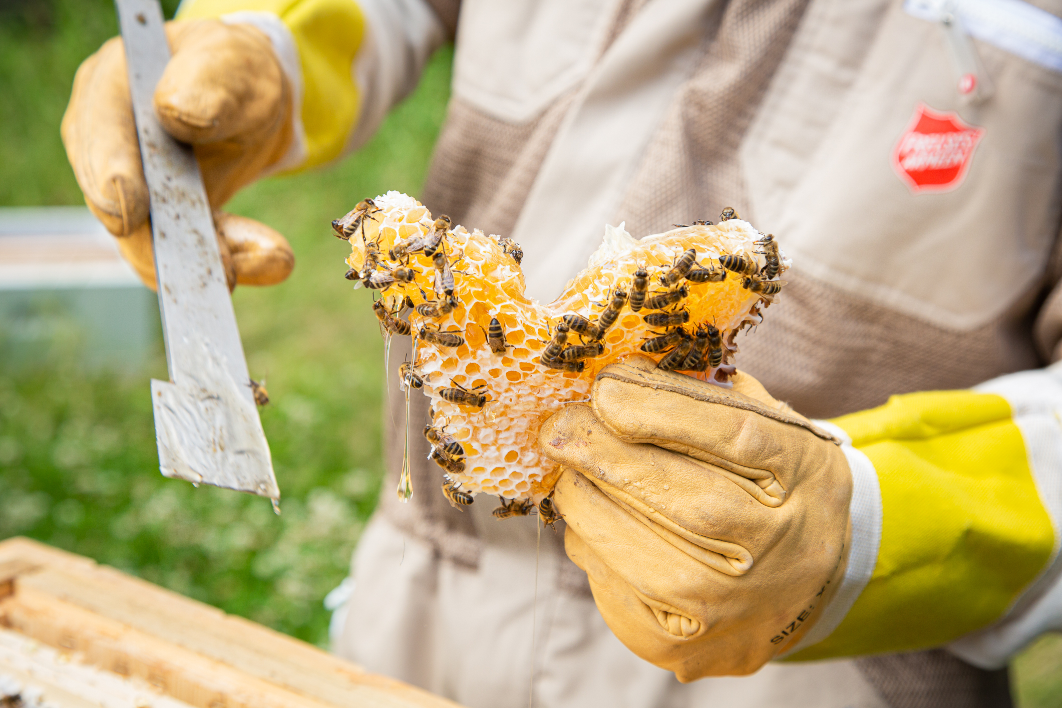 Birokter 9424 Biene Ved Slottsfjell