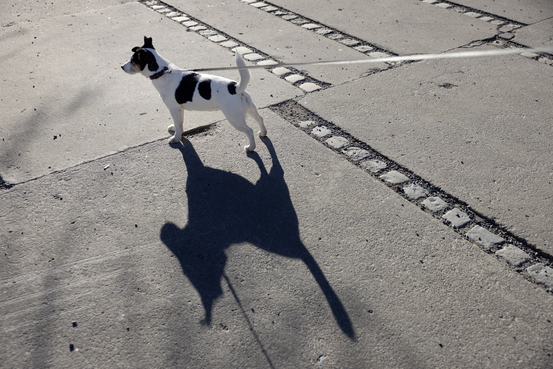 Foto: Av en terrier i bånd som kaster lange skygger.