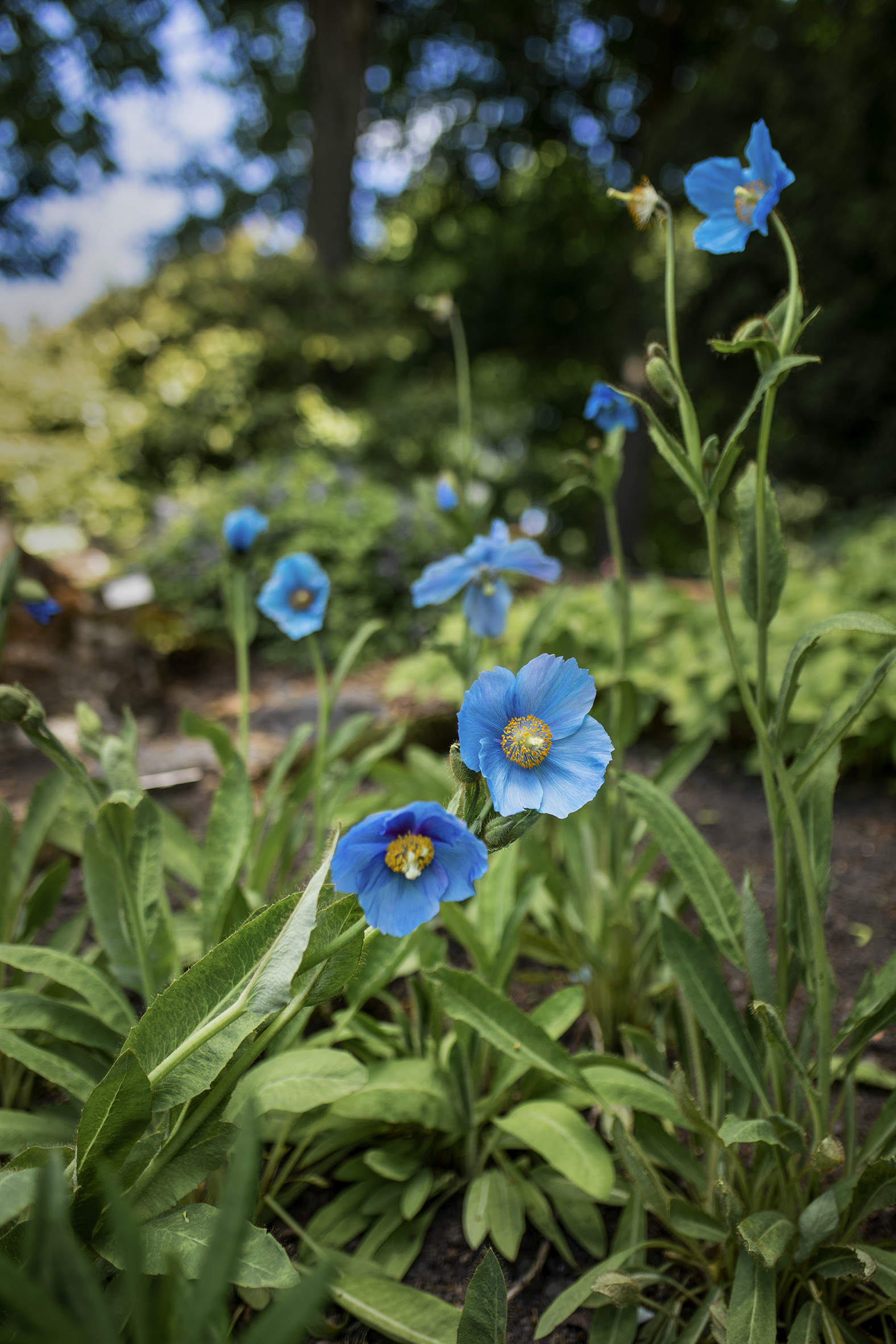 Det første bildet viser en blå blomst, det andre viser et innsektshotell.