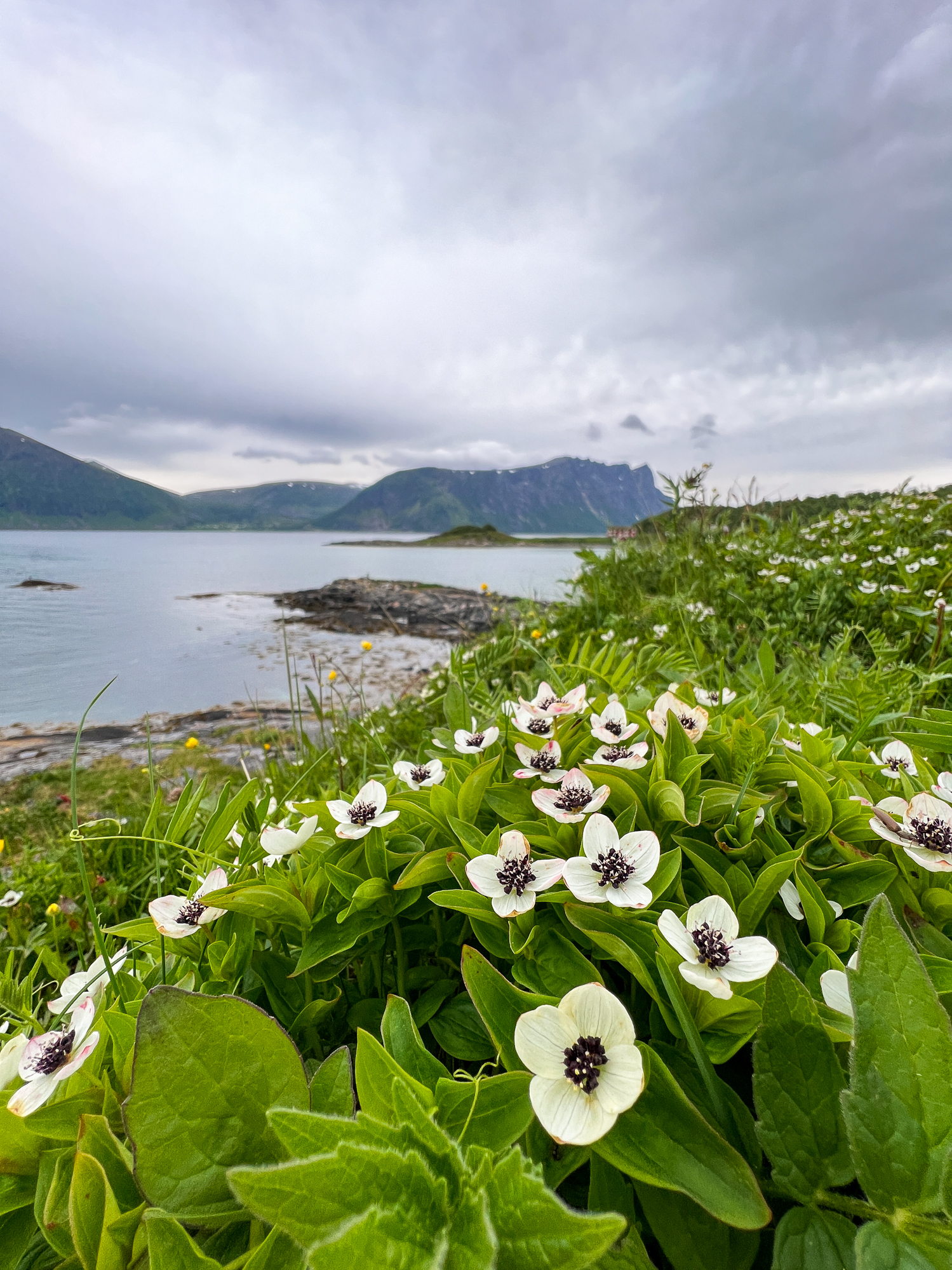 Natur i sjøkanten ved Harstad