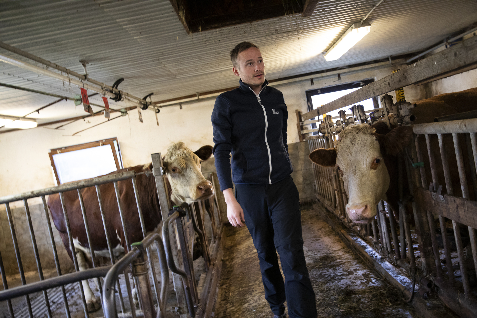 Mann i et fjøs med to kuer i hver sin binge.