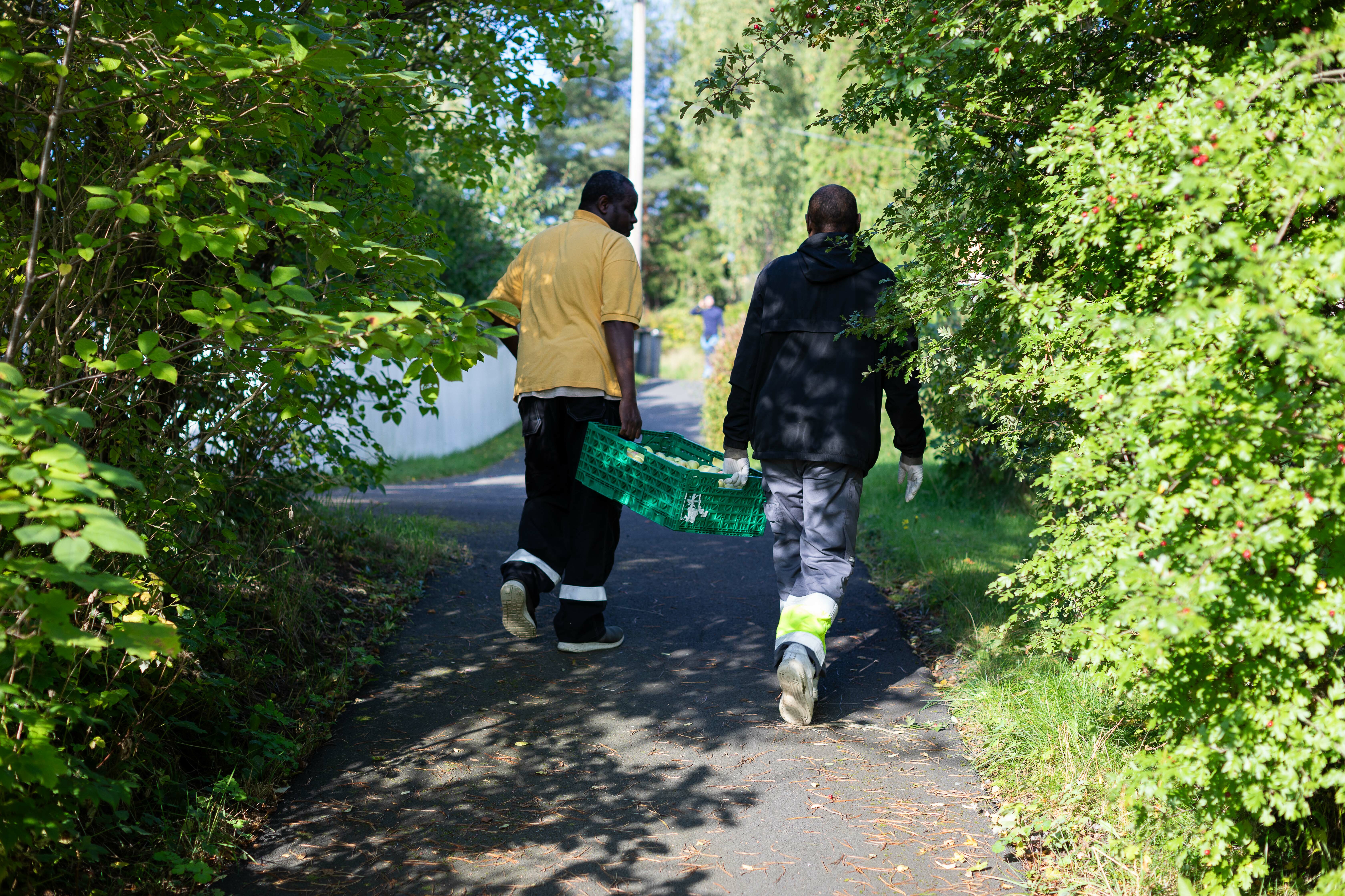 Deltagerne fyller kasser med eplene de har høstet. To bærer en kasse mellom seg.
