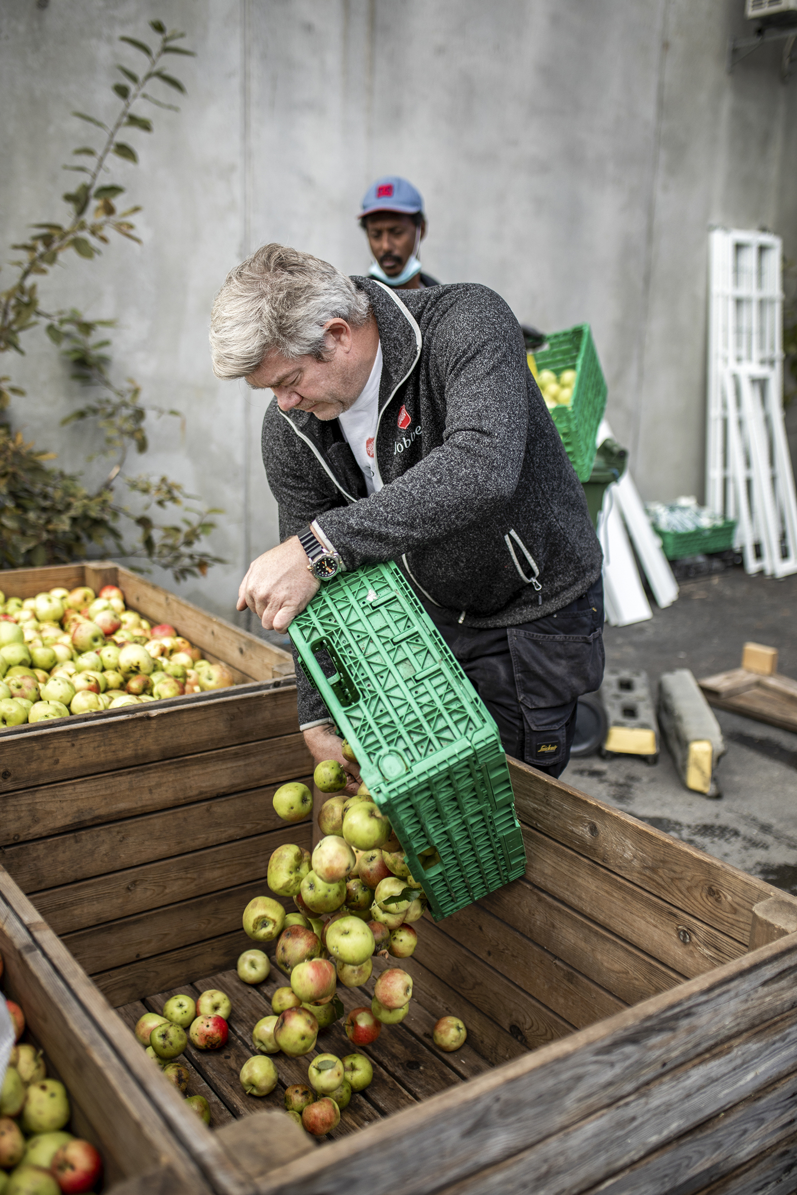 Bildet viser en mann som tømmer epler fra en grønn plastkasse og over i en mye større trekasse.