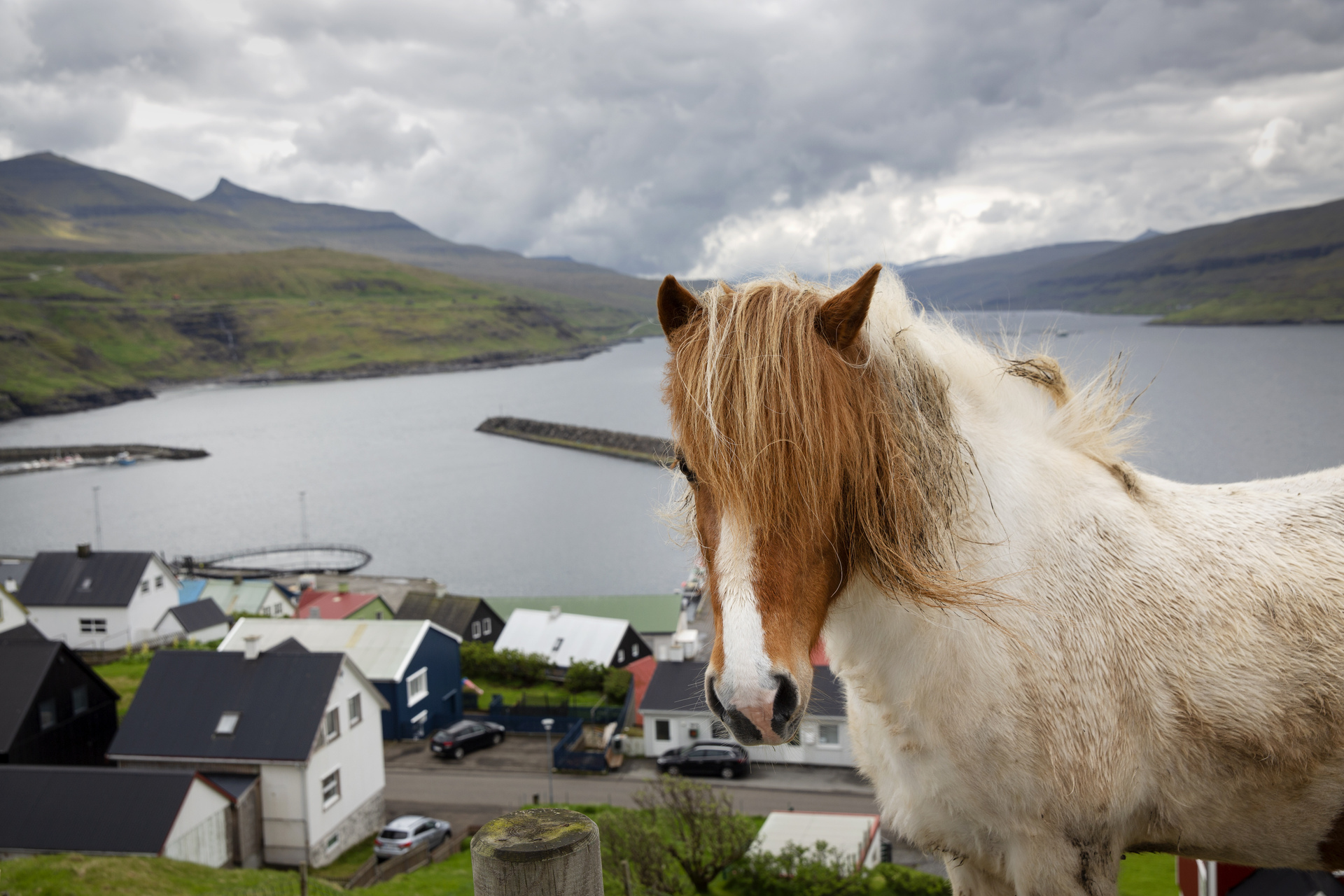 Foto: Ponni med man på en beitemark. I bakgrunnen sees både hav og hus.
