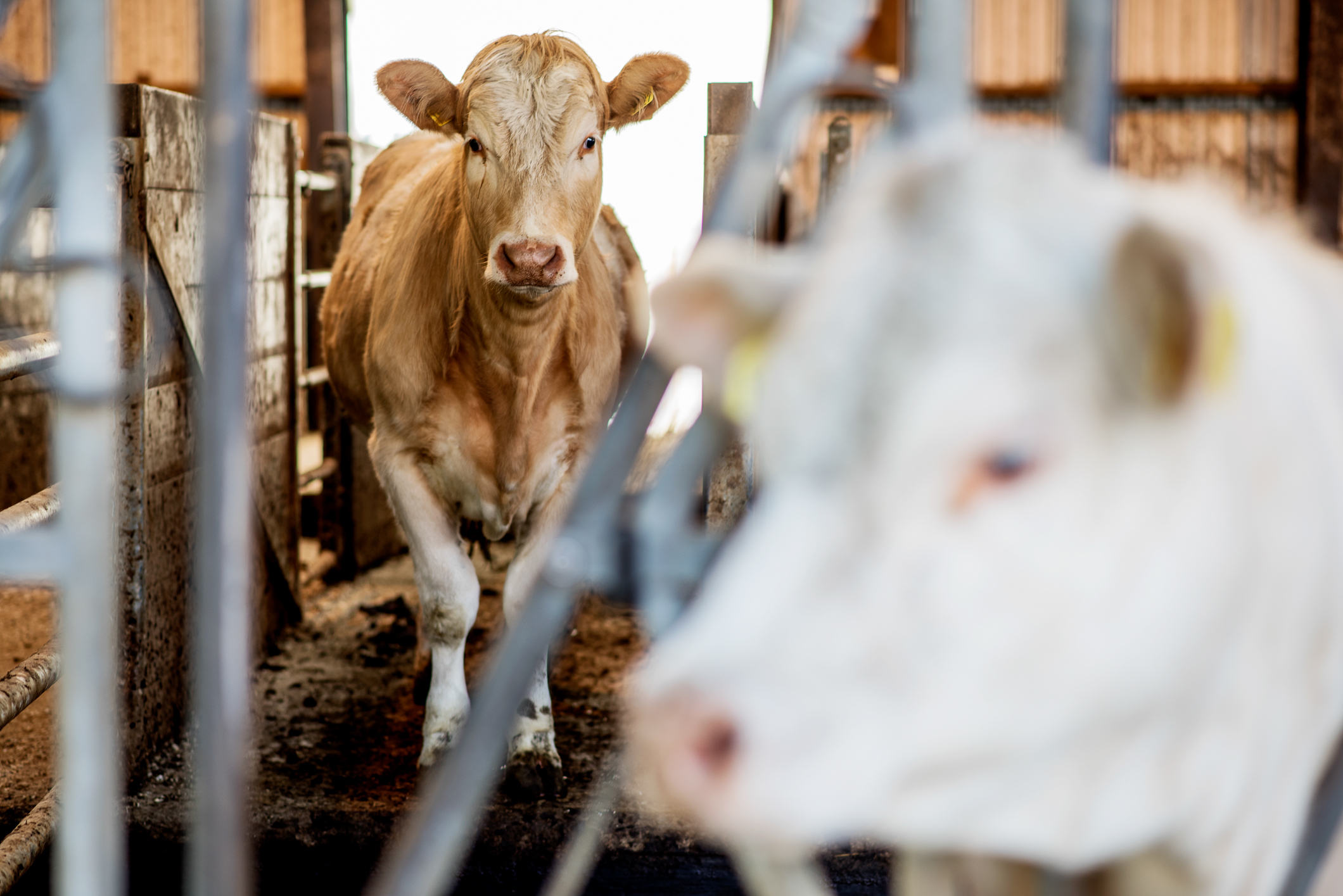 To ulike bilder, der det første viser to hester som hilser på hverandre. Det andre bildet er av kyr på bås inne i et fjøs.