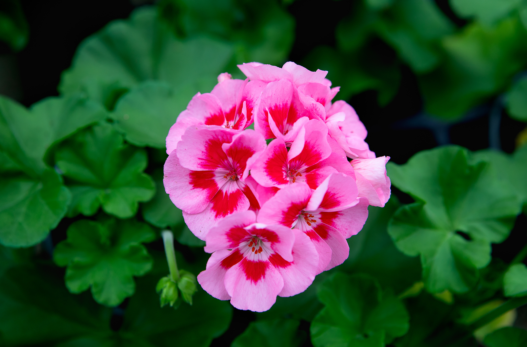 Rosa og rød Pelargonia strutter i full blomst.