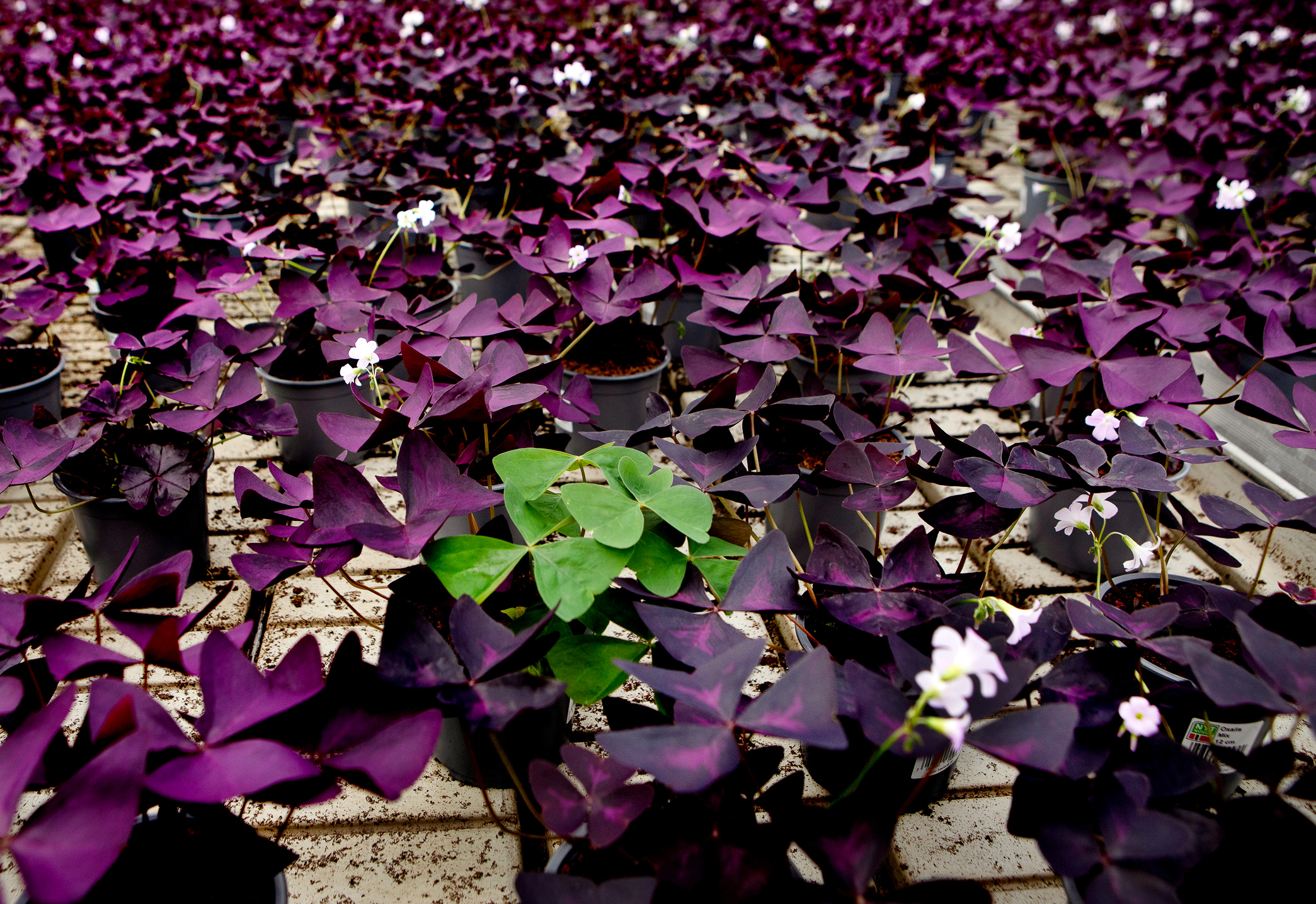 En grønn plante i et hav av lilla blomster