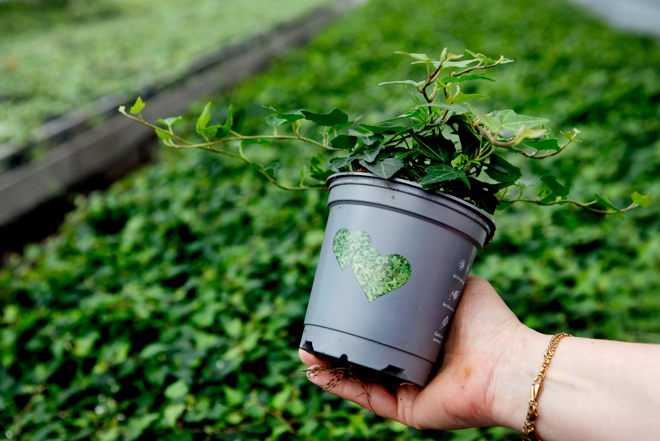 Kjaernsroed gartneri efoy