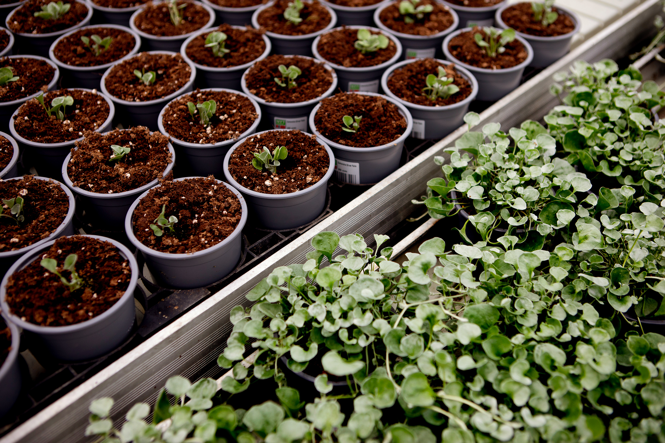 Kjaernsroed gartneri potter