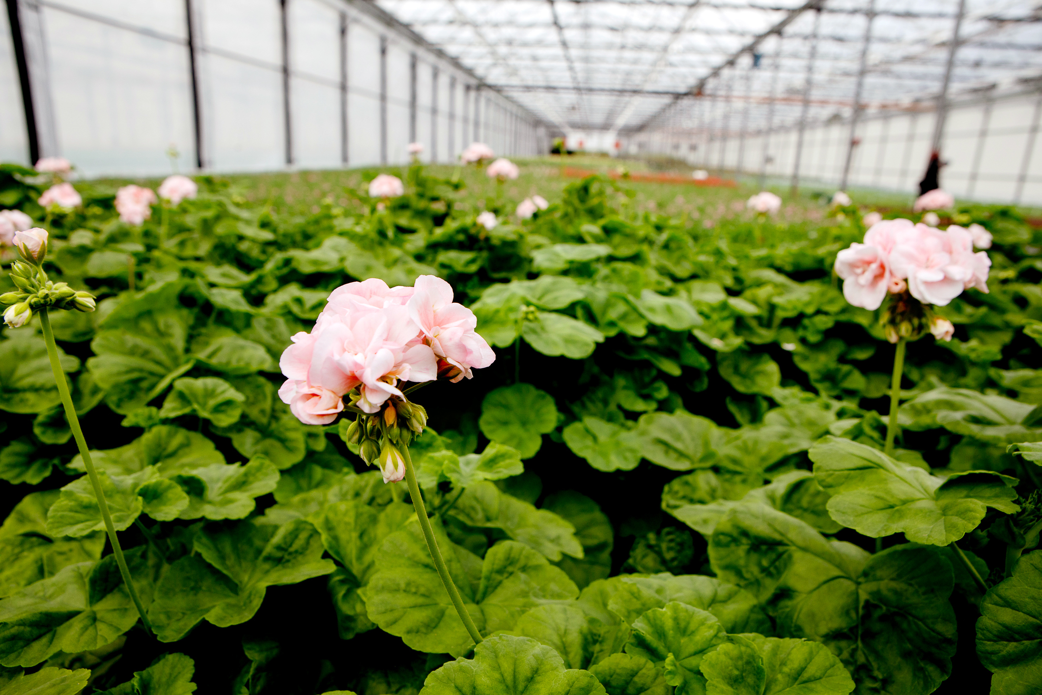Rosa Pelargonier på rad og rekke i et gartneri