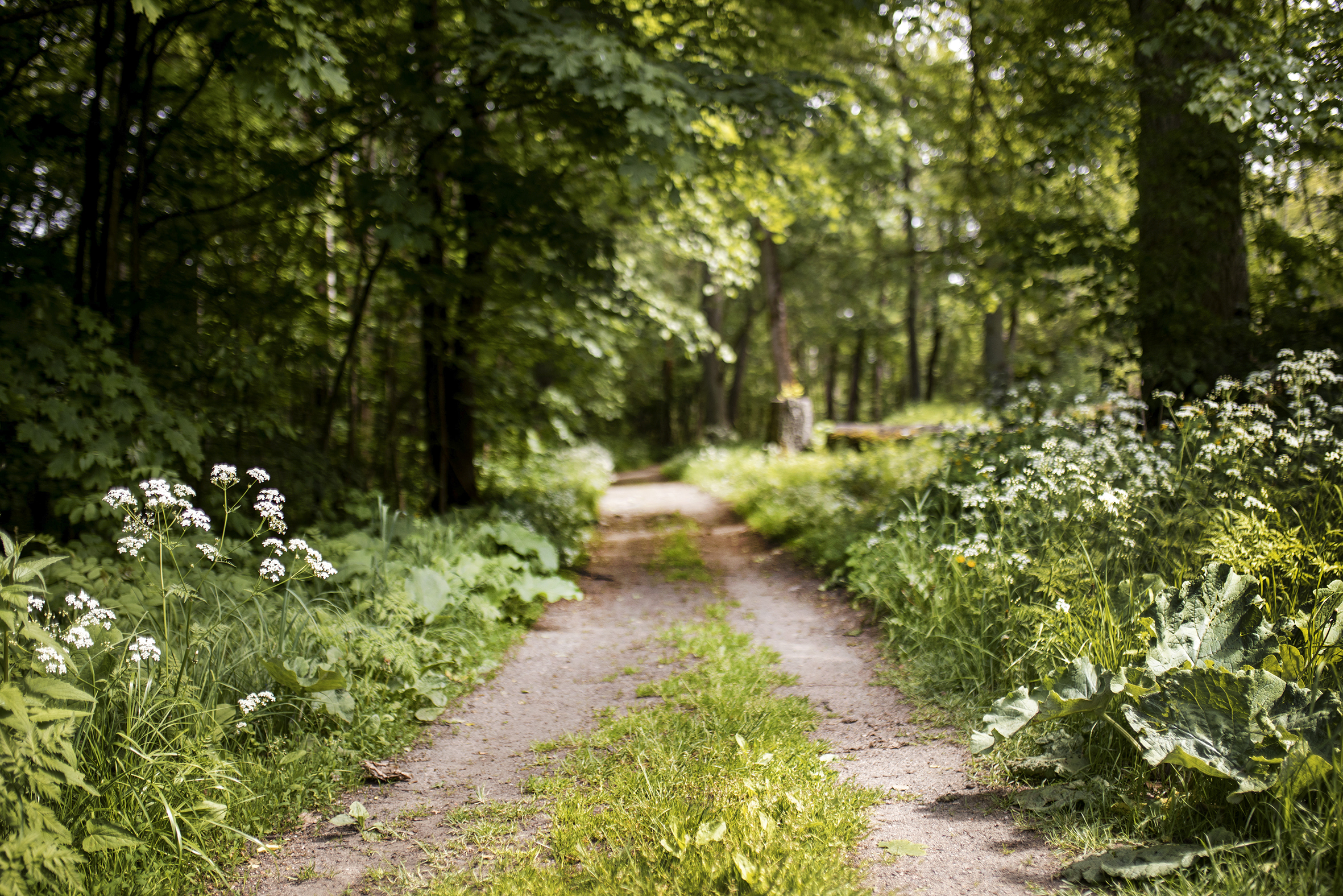 Bildet viser en sti på hovedøya med natur på begge sider.