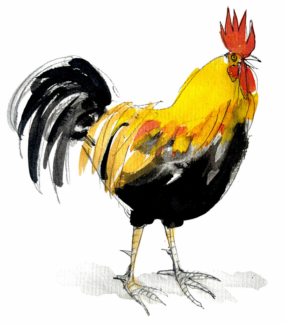 Illustrasjon: Akvarell av en hane med rød kam på hode og fjær i gult og svart.