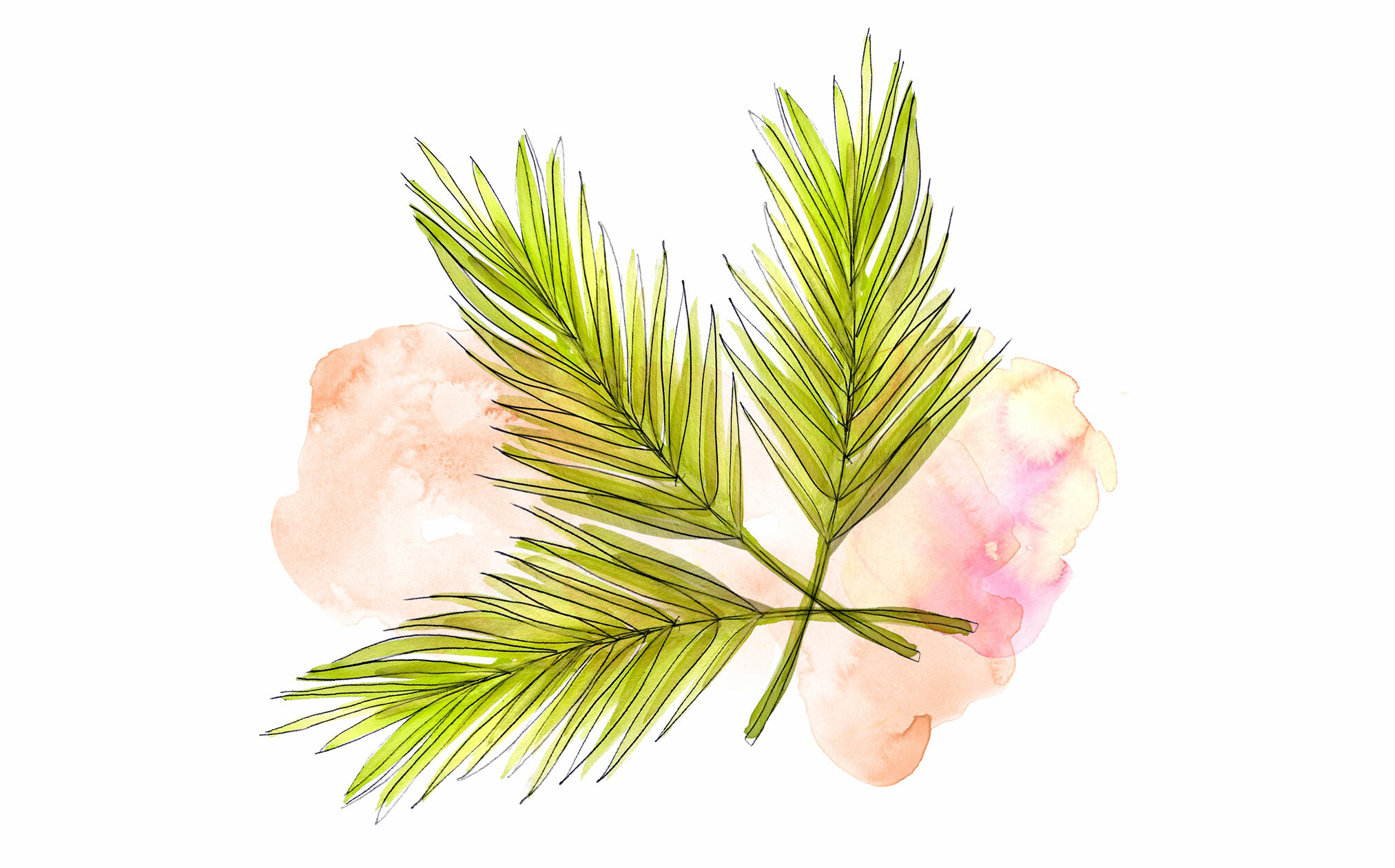 Illustrasjon: Tre palmeblader mot rosalignende skyer.