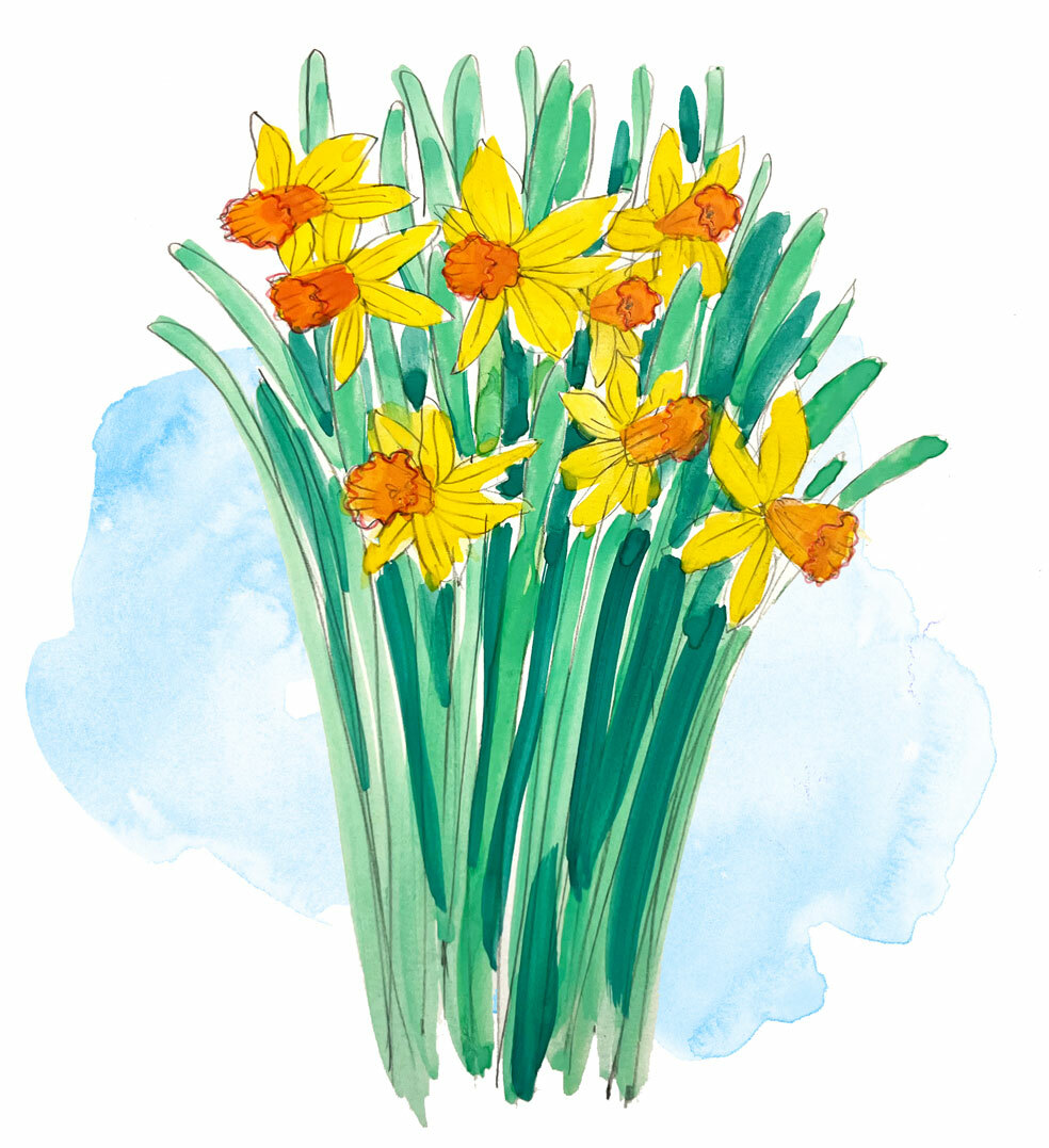 Illustrasjon: Akvarell av en stor bunt med påskeliljer i gult, oransje og grønt.