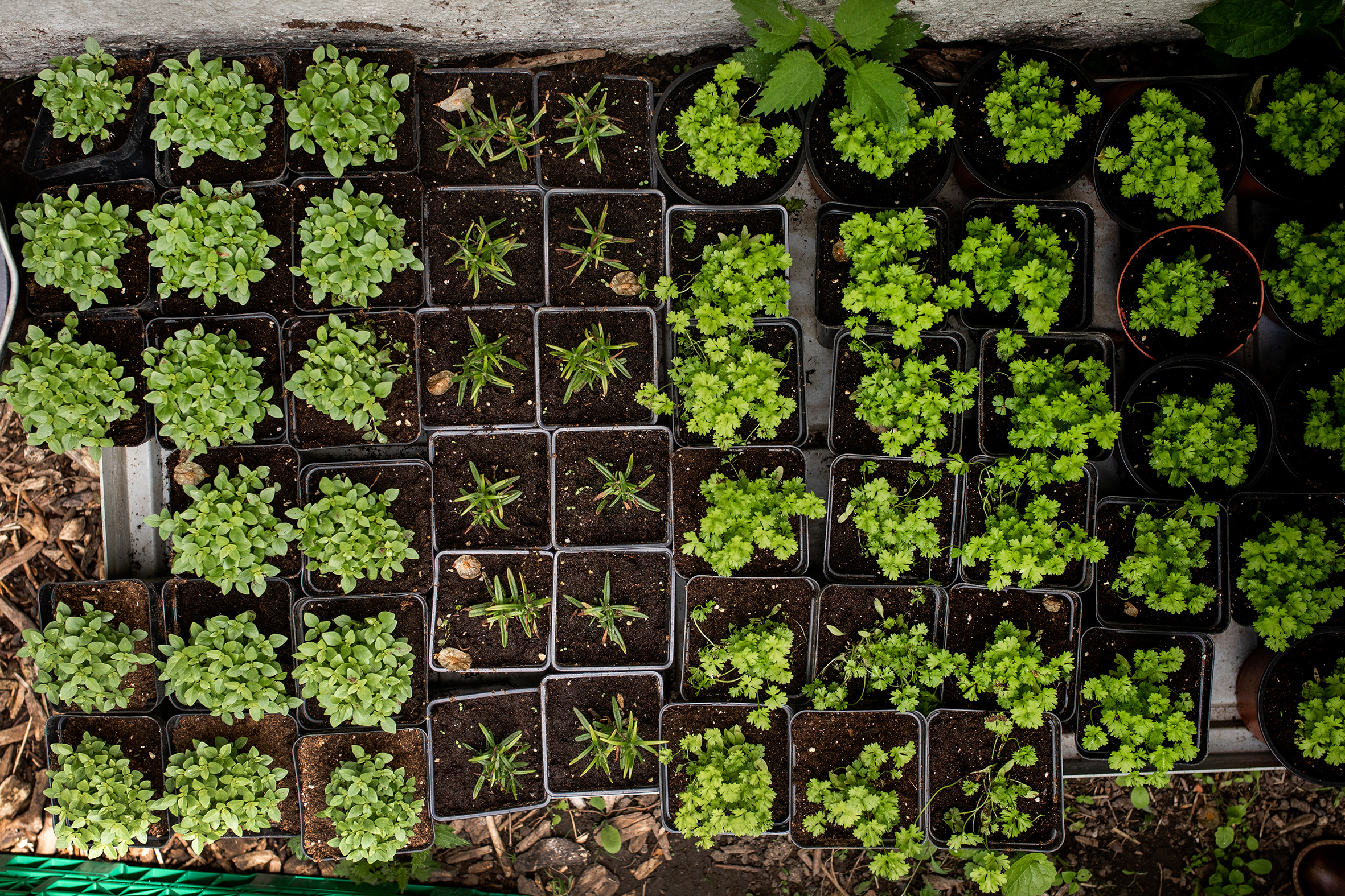 Jobben disponerer en egen jordflekk på Linderud gård, hvor de blant annet dyrker aubergine, squash, gresskar og blomkarse. Her pleies plantene av solbrune hender.